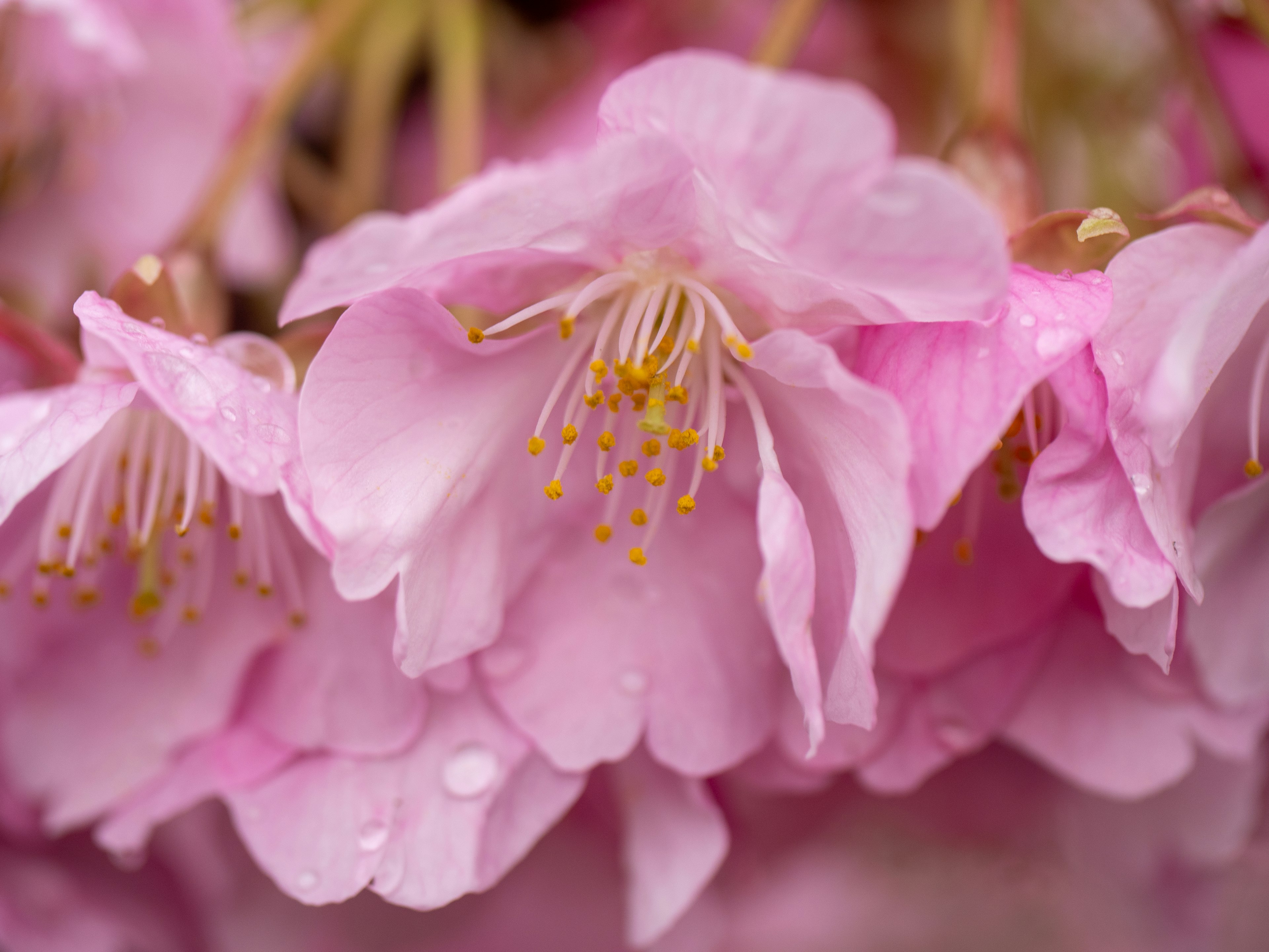 Schöne rosa Blumen, geschmückt mit Wassertropfen