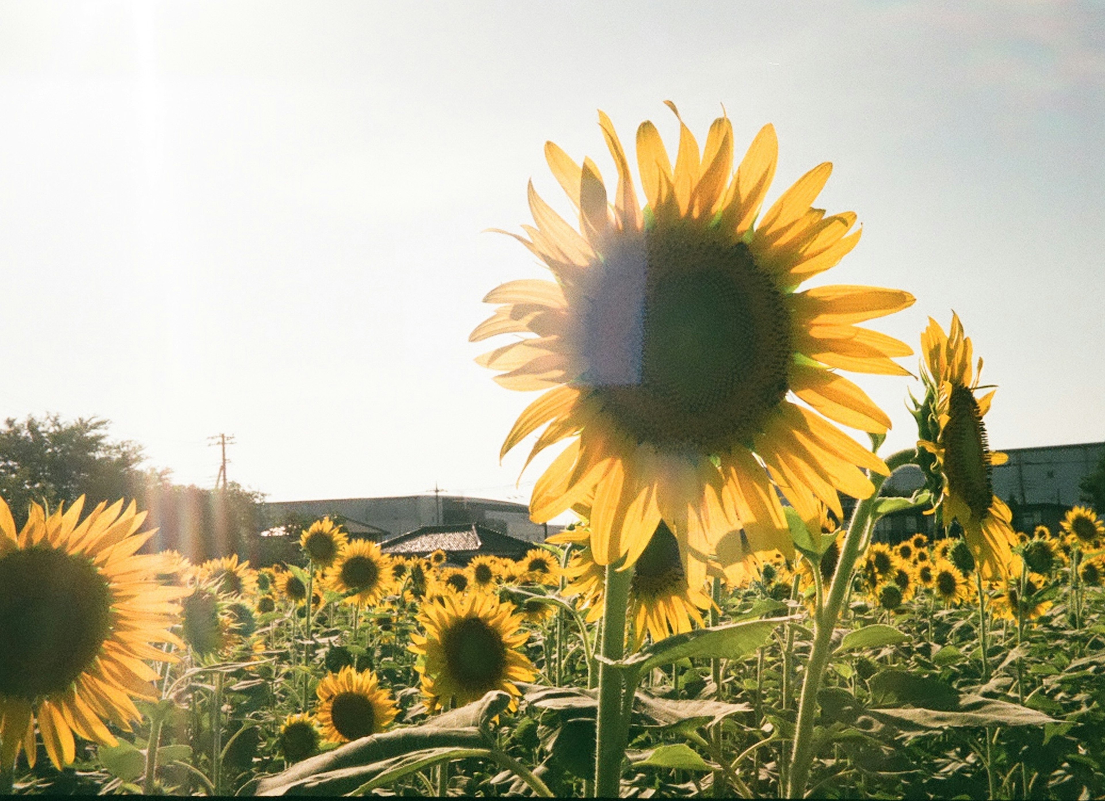 Sonnenblumenfeld im Sonnenlicht