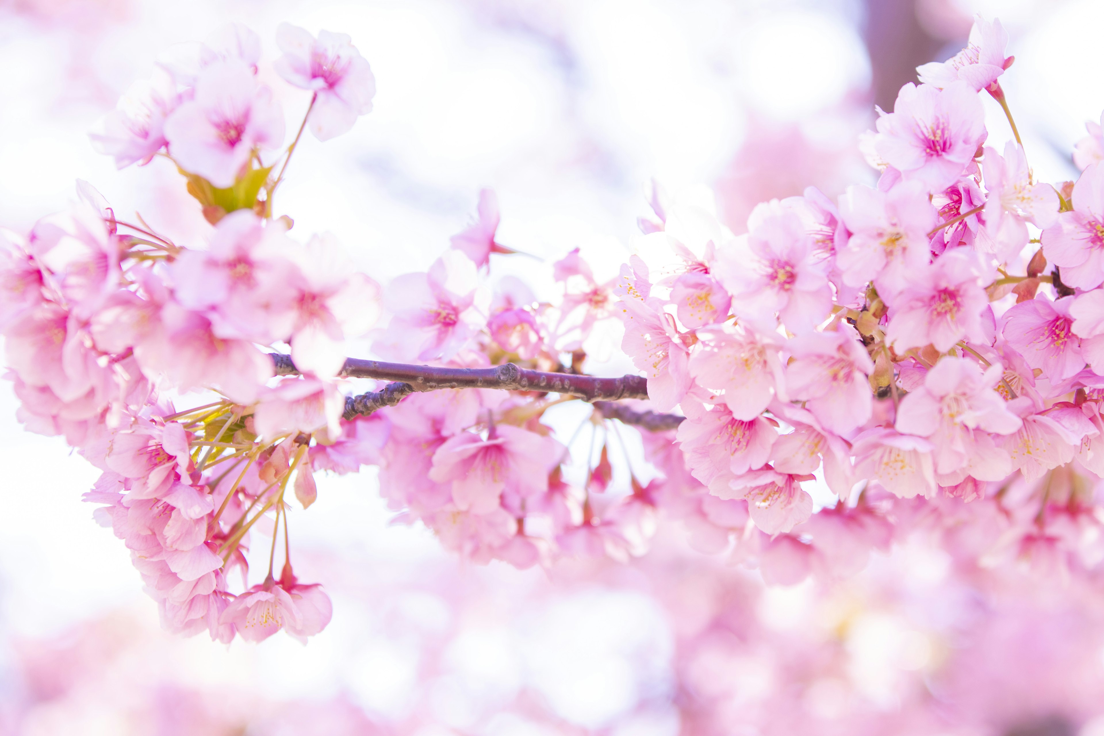 Close-up cabang bunga sakura yang mekar