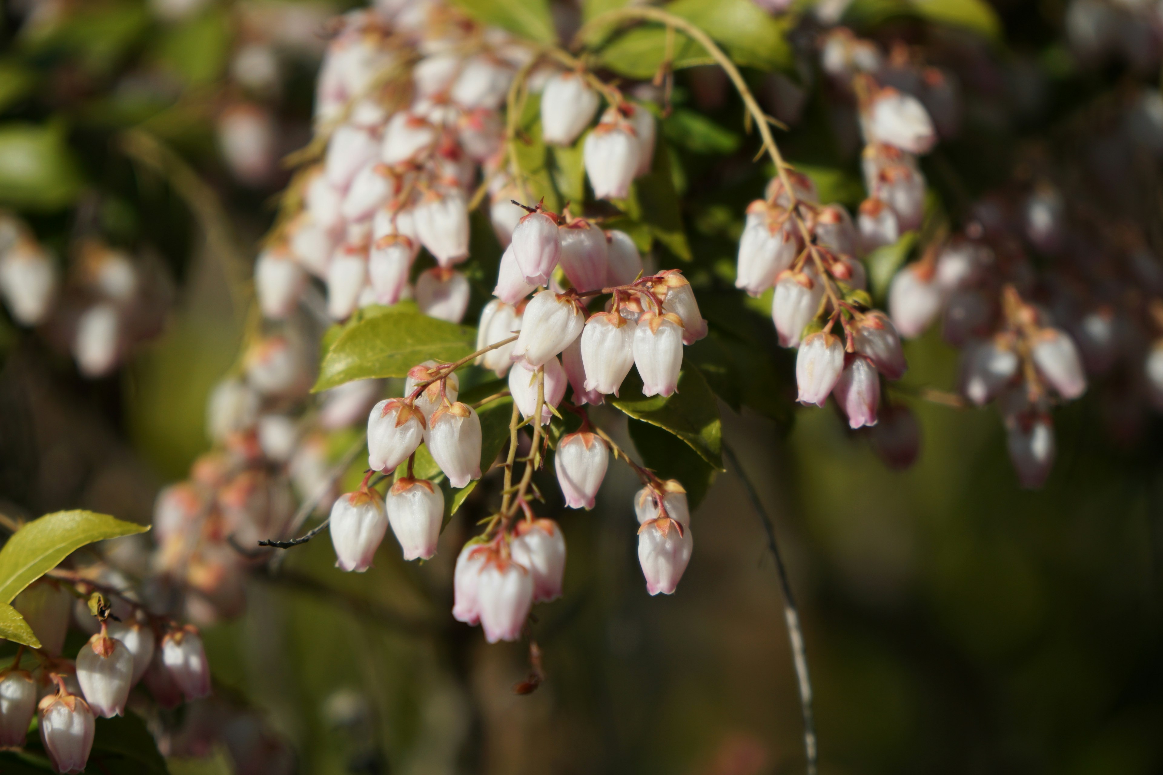 Primo piano di una pianta con fiori bianchi e foglie verdi