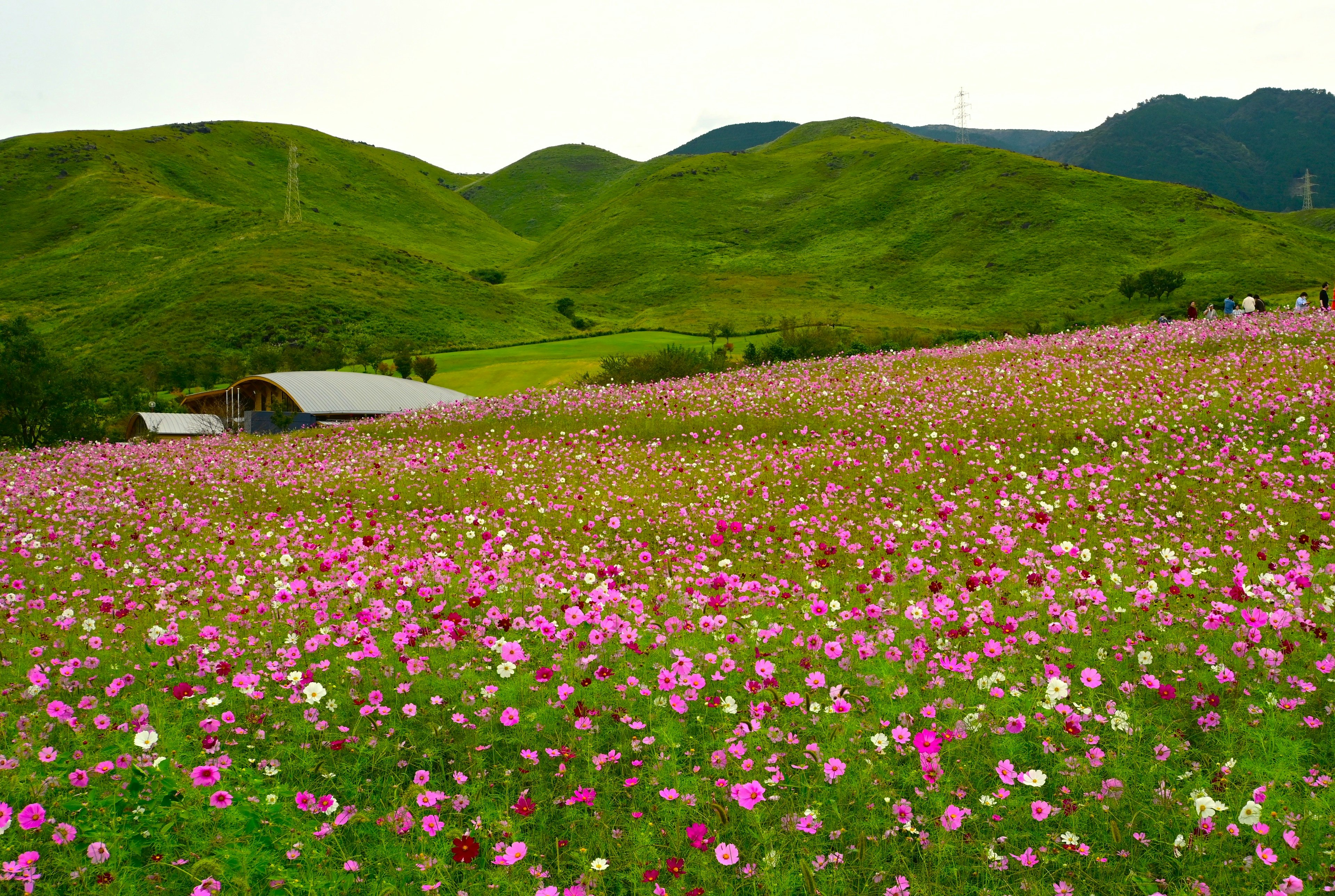 ทิวทัศน์ที่มีเนินเขาสีเขียวและทุ่งดอกไม้สีชมพูและขาวสดใส