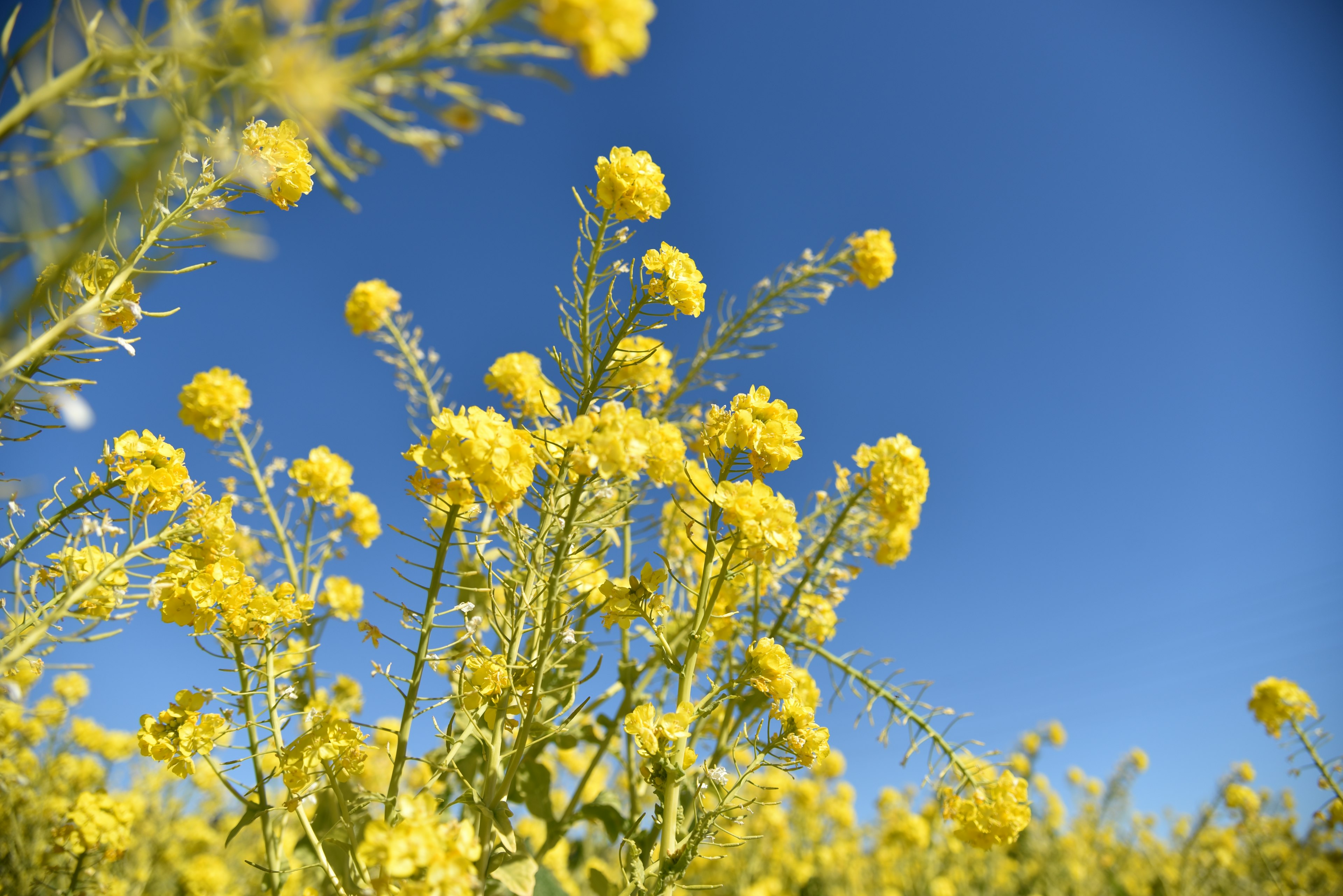 A cluster of yellow flowers against a blue sky