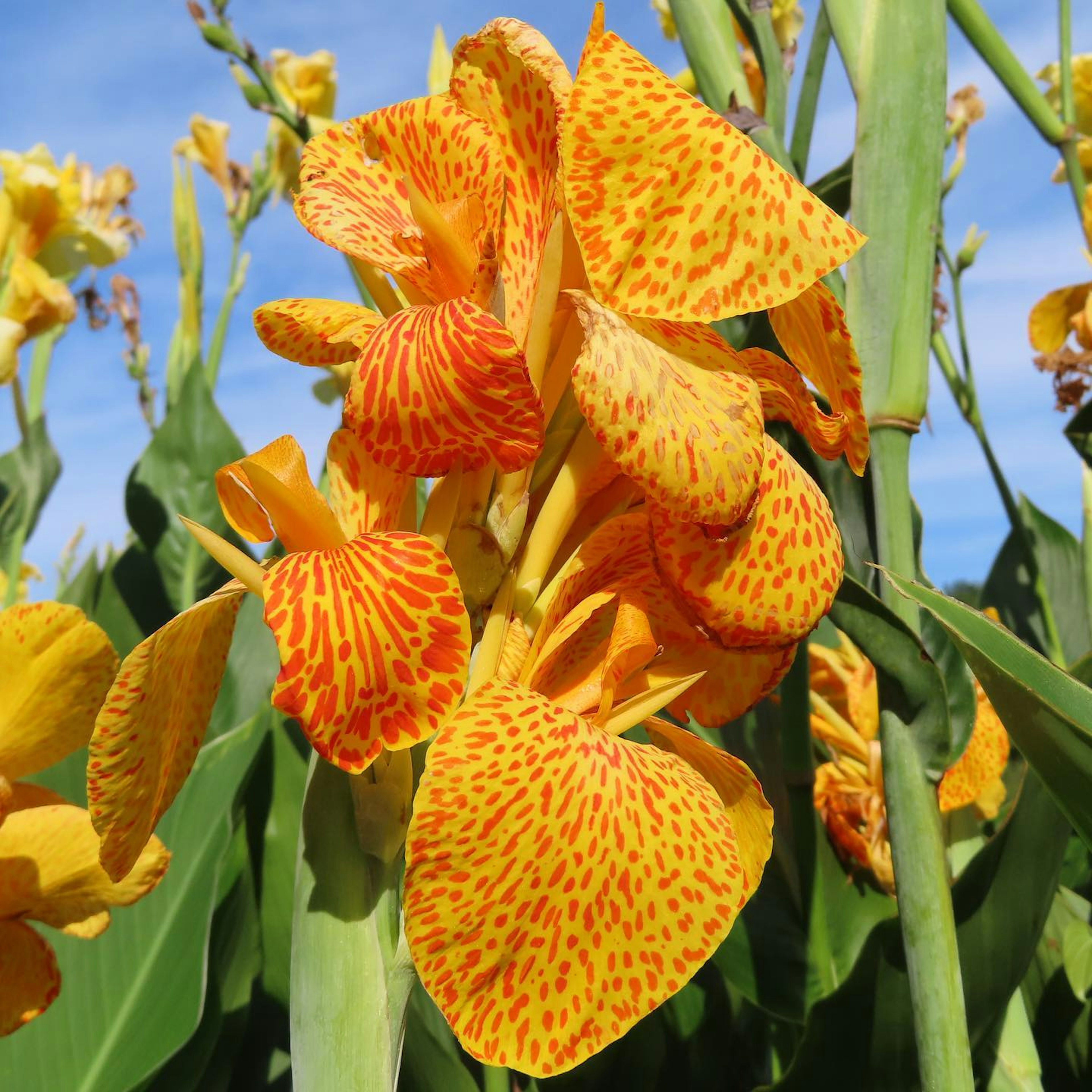 Vibrant orange flower with yellow spots in a green setting