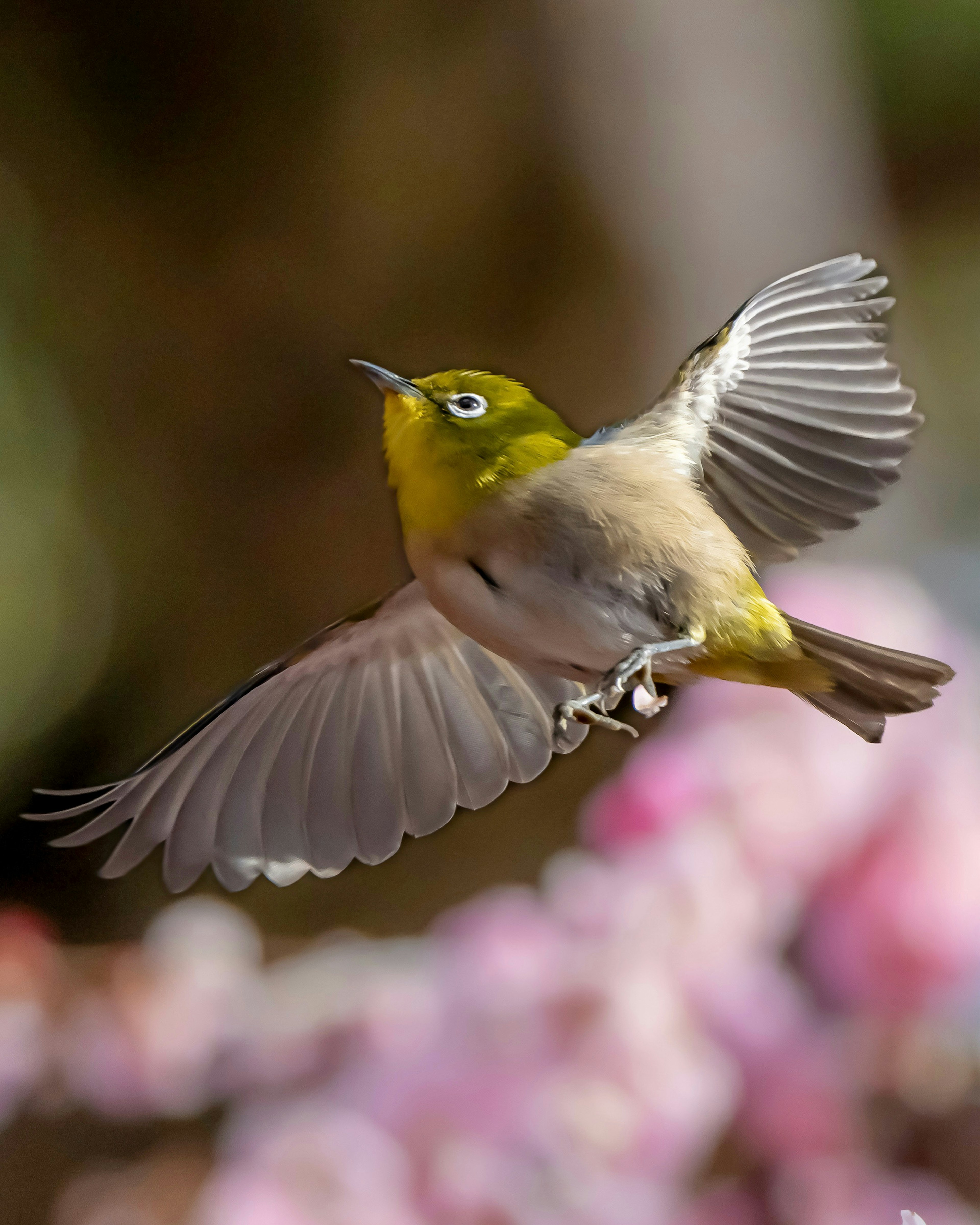 A flying Japanese white-eye bird with spread wings in front of cherry blossom flowers