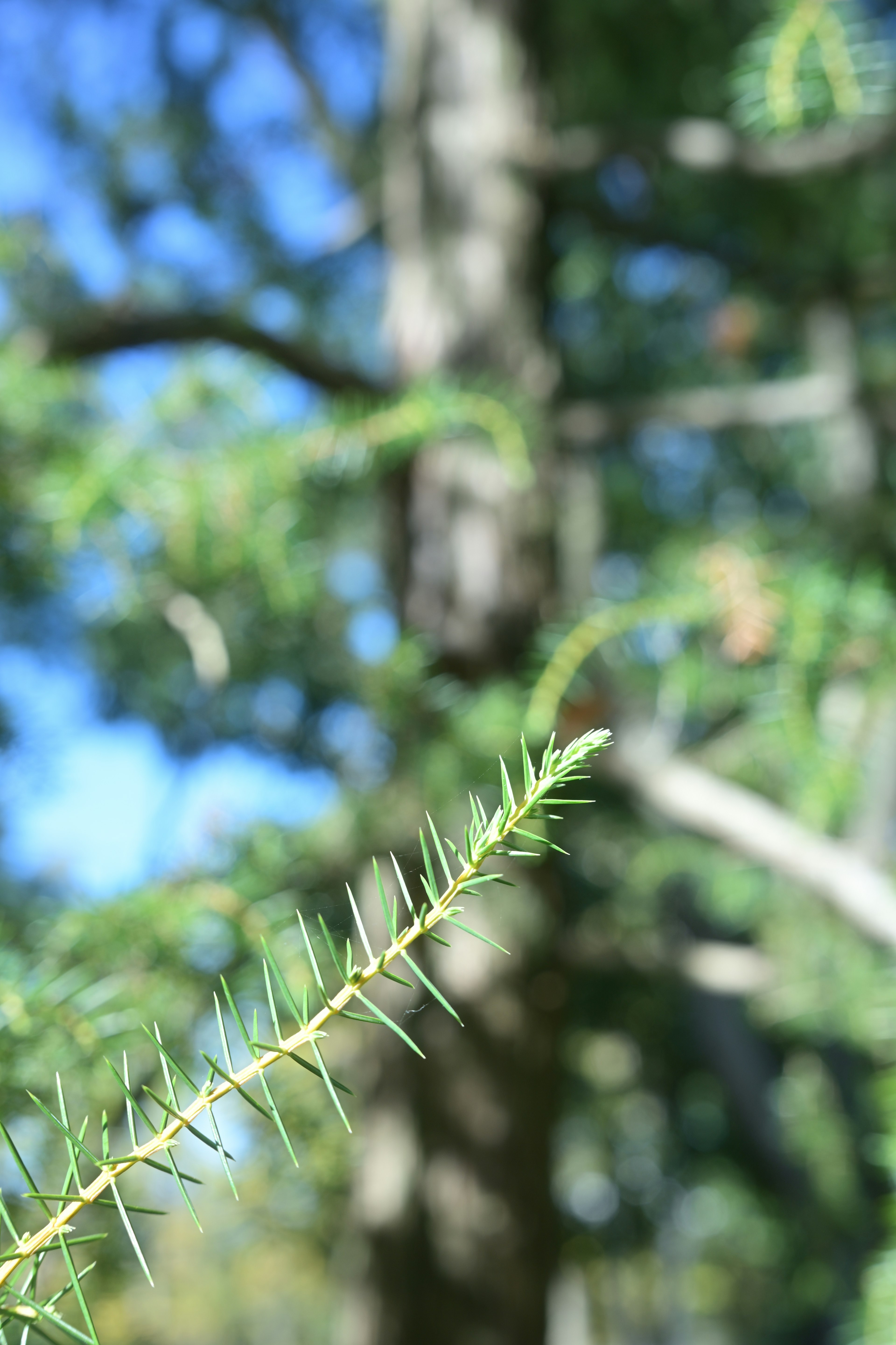 Acercamiento de agujas de árbol conífero con árboles verdes borrosos al fondo