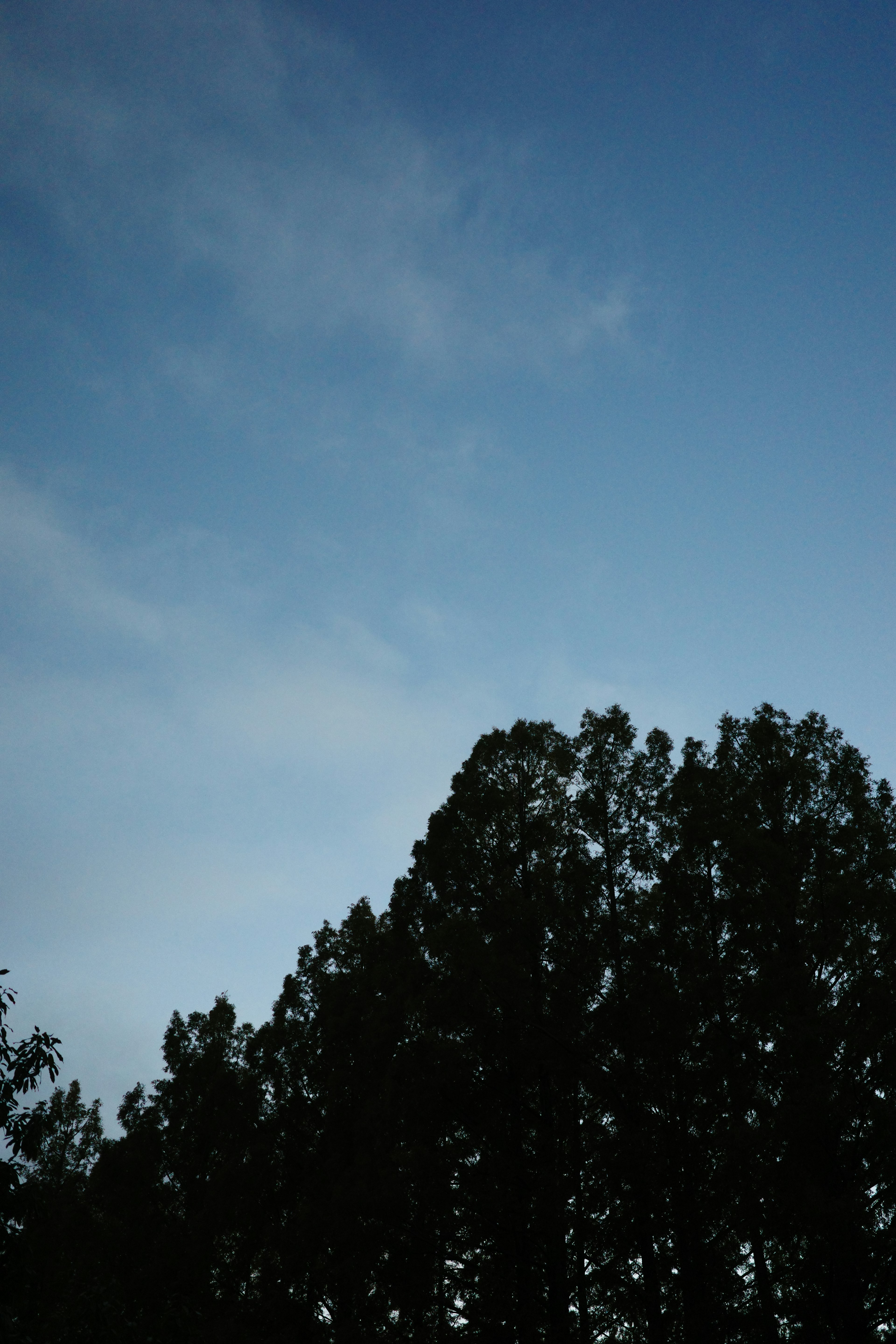 Silhouette d'arbres contre un ciel bleu