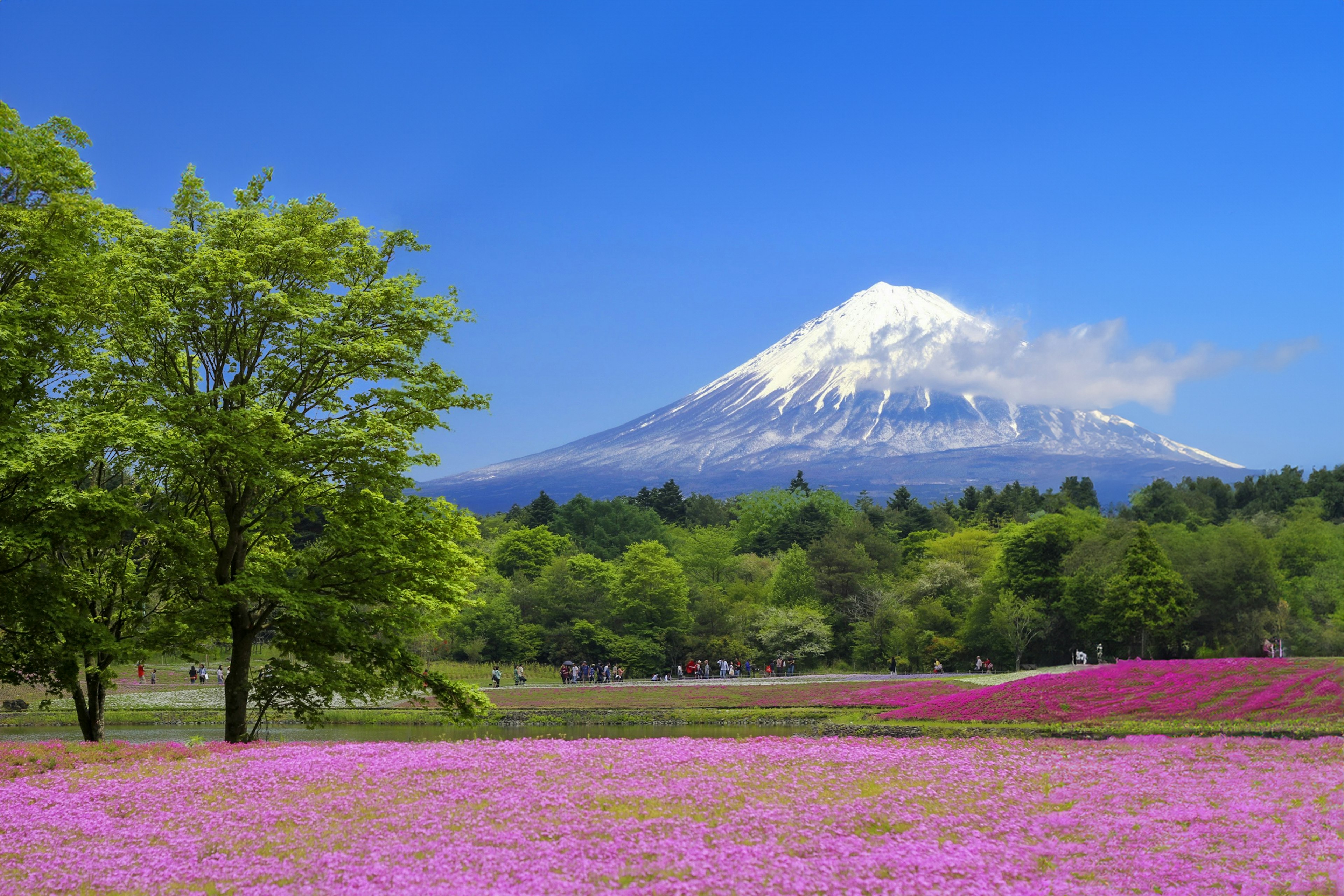 Bunter Blumenfeld mit dem Fuji im Hintergrund und grünen Bäumen