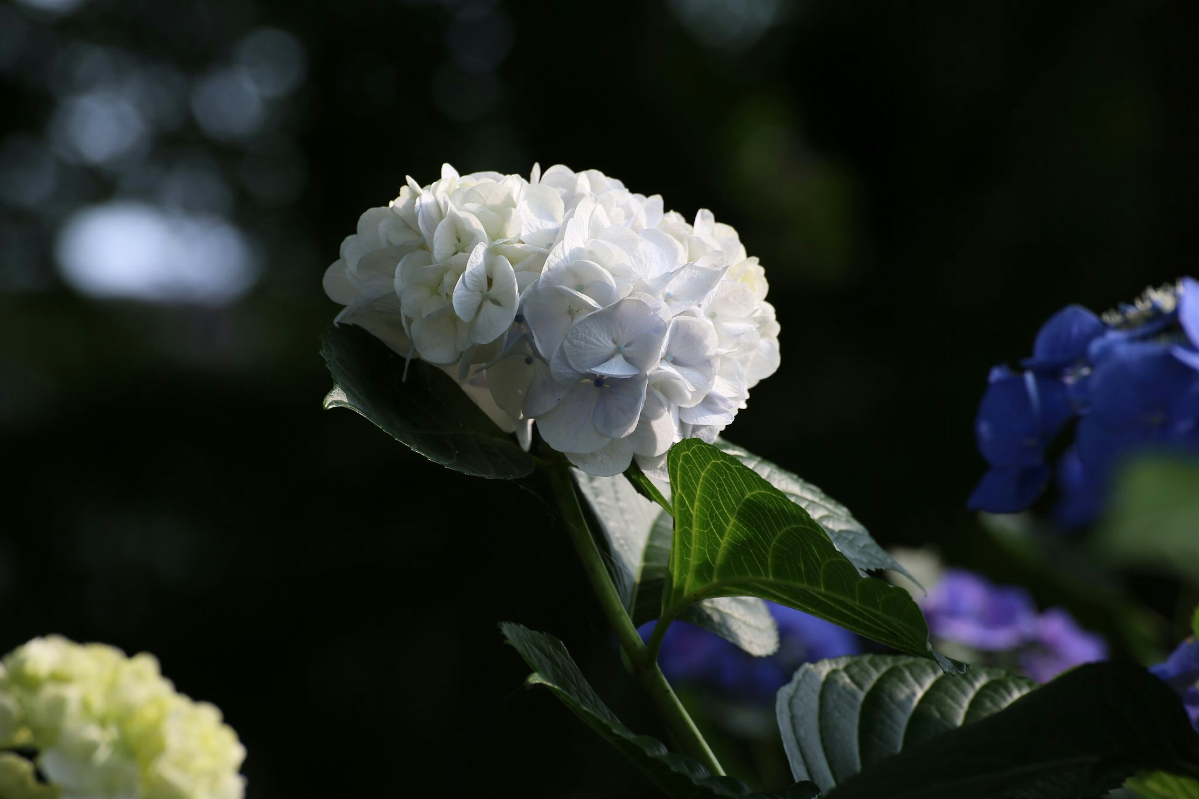 Nahaufnahme einer weißen Blume mit grünen Blättern