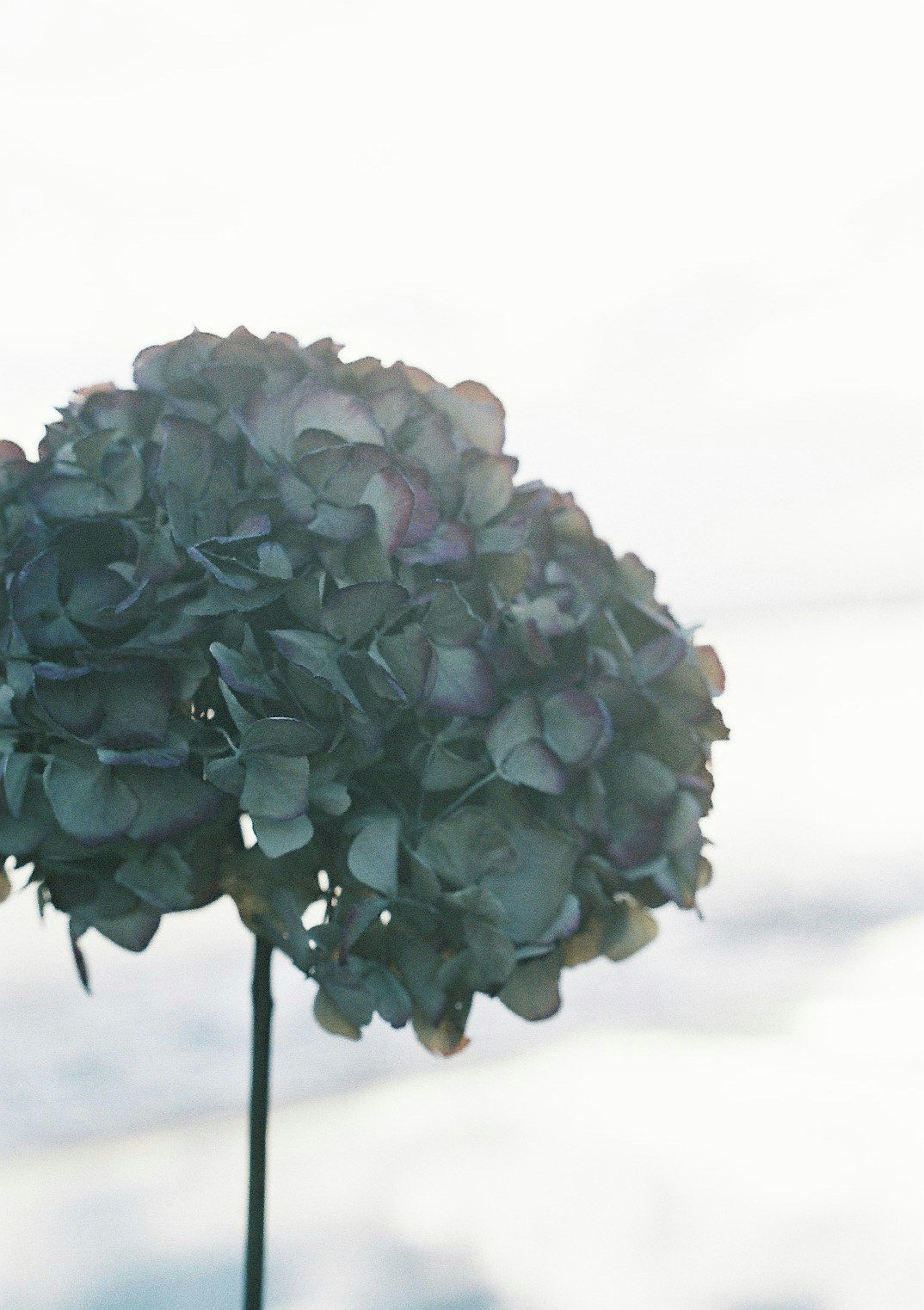 Close-up image of a plant with blue-purple flowers