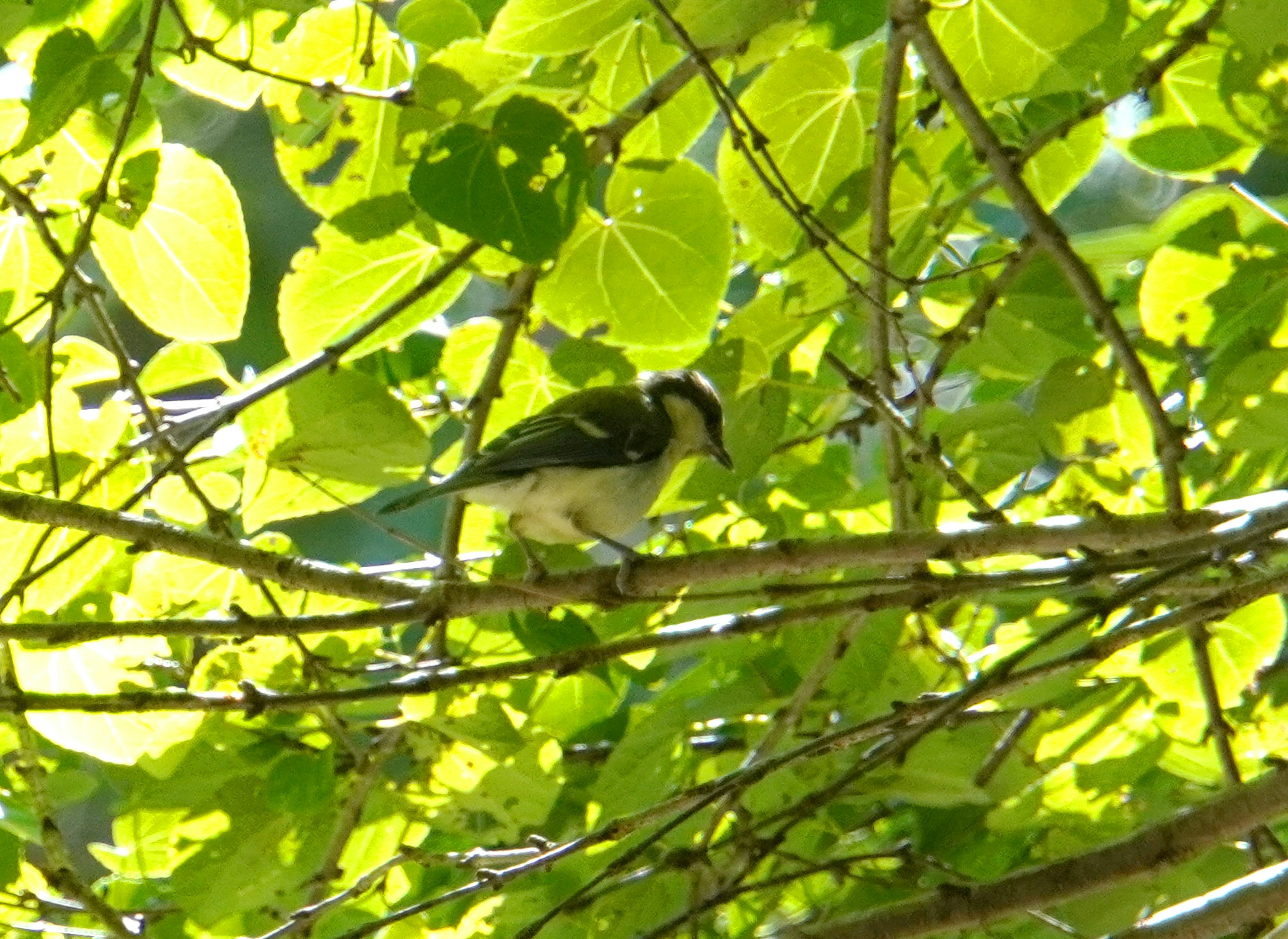 A small bird perched among lush green leaves