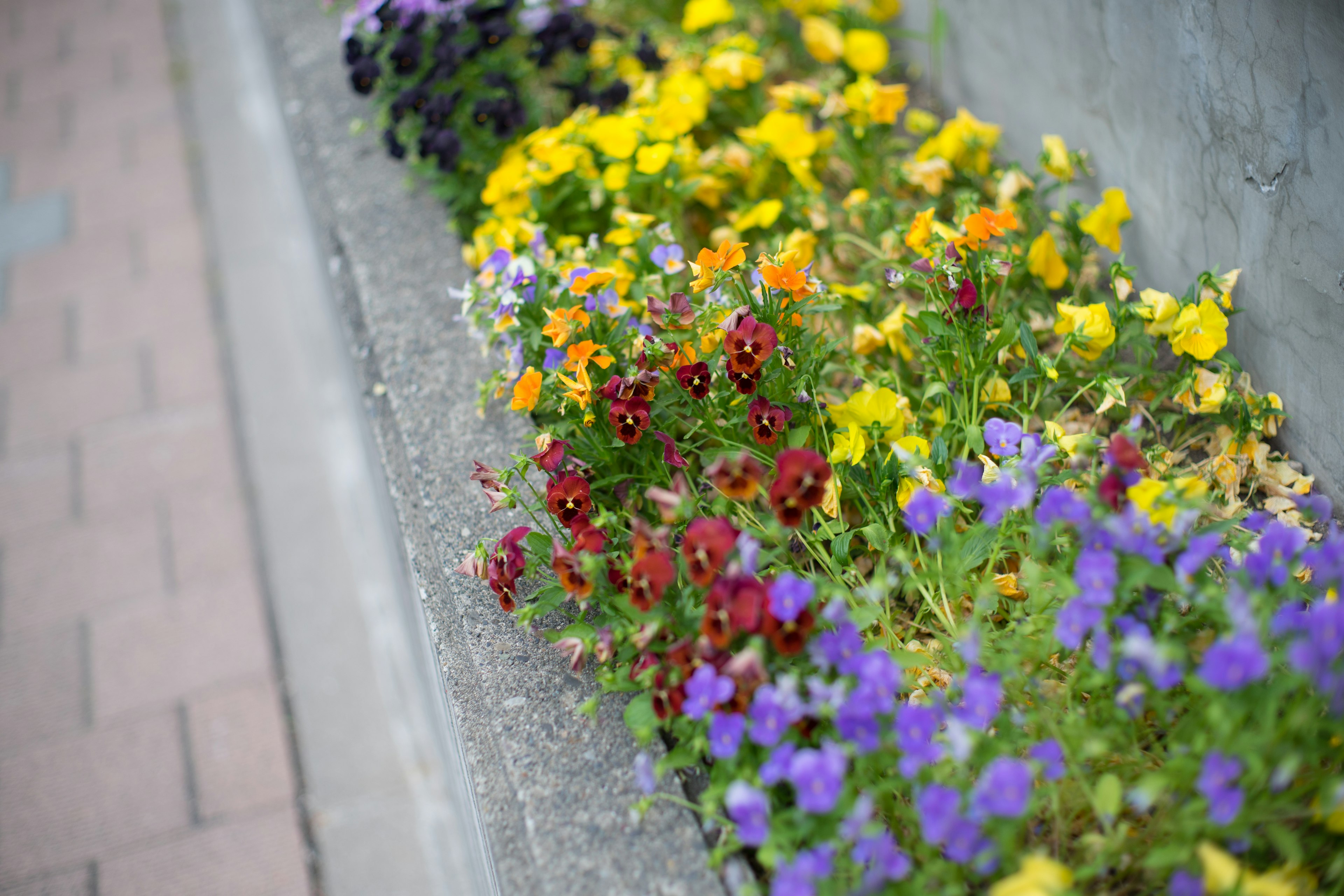 Nahaufnahme eines Blumenbeets mit bunten Blüten