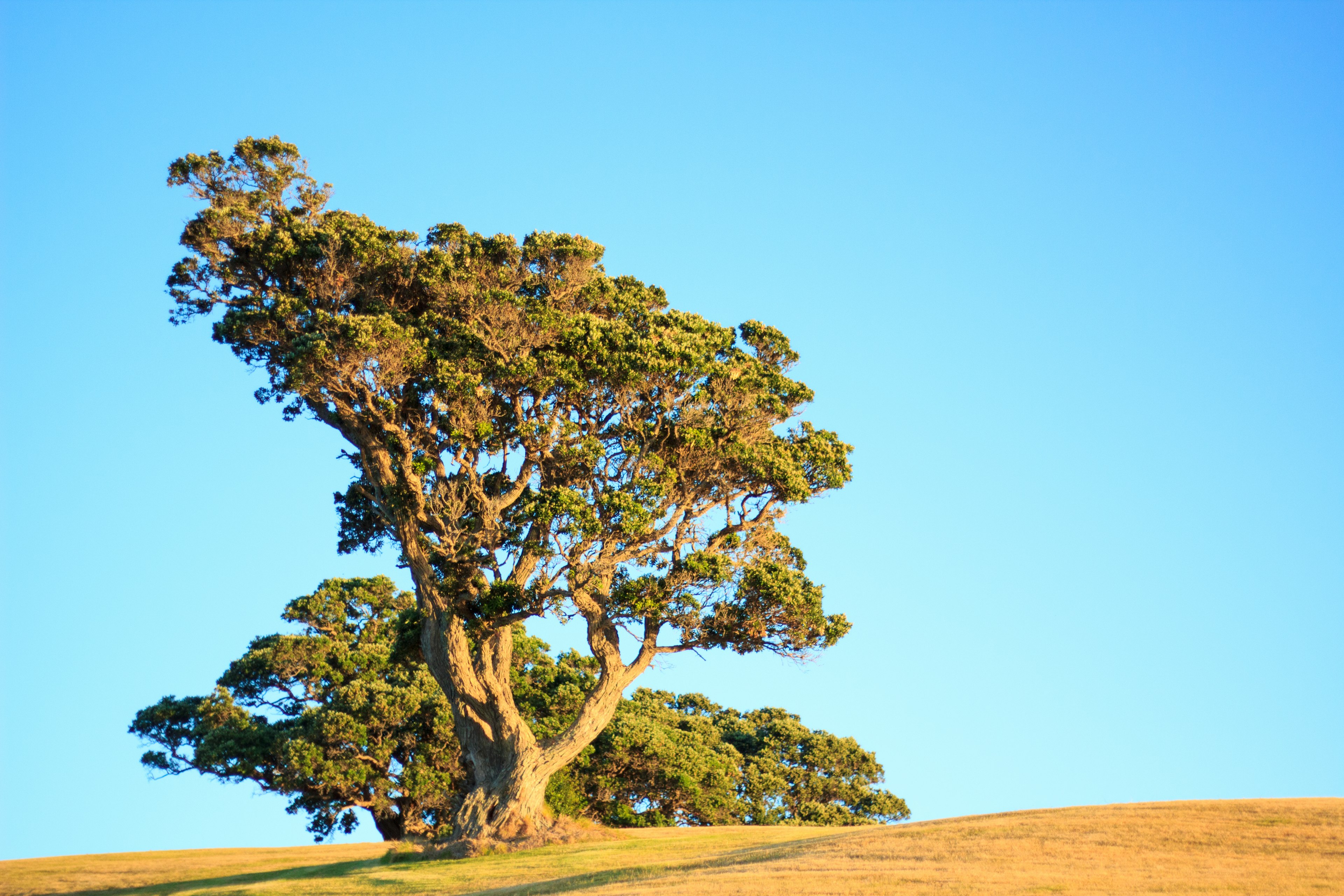 Silhouette of a large tree on a grassy hill under a clear blue sky