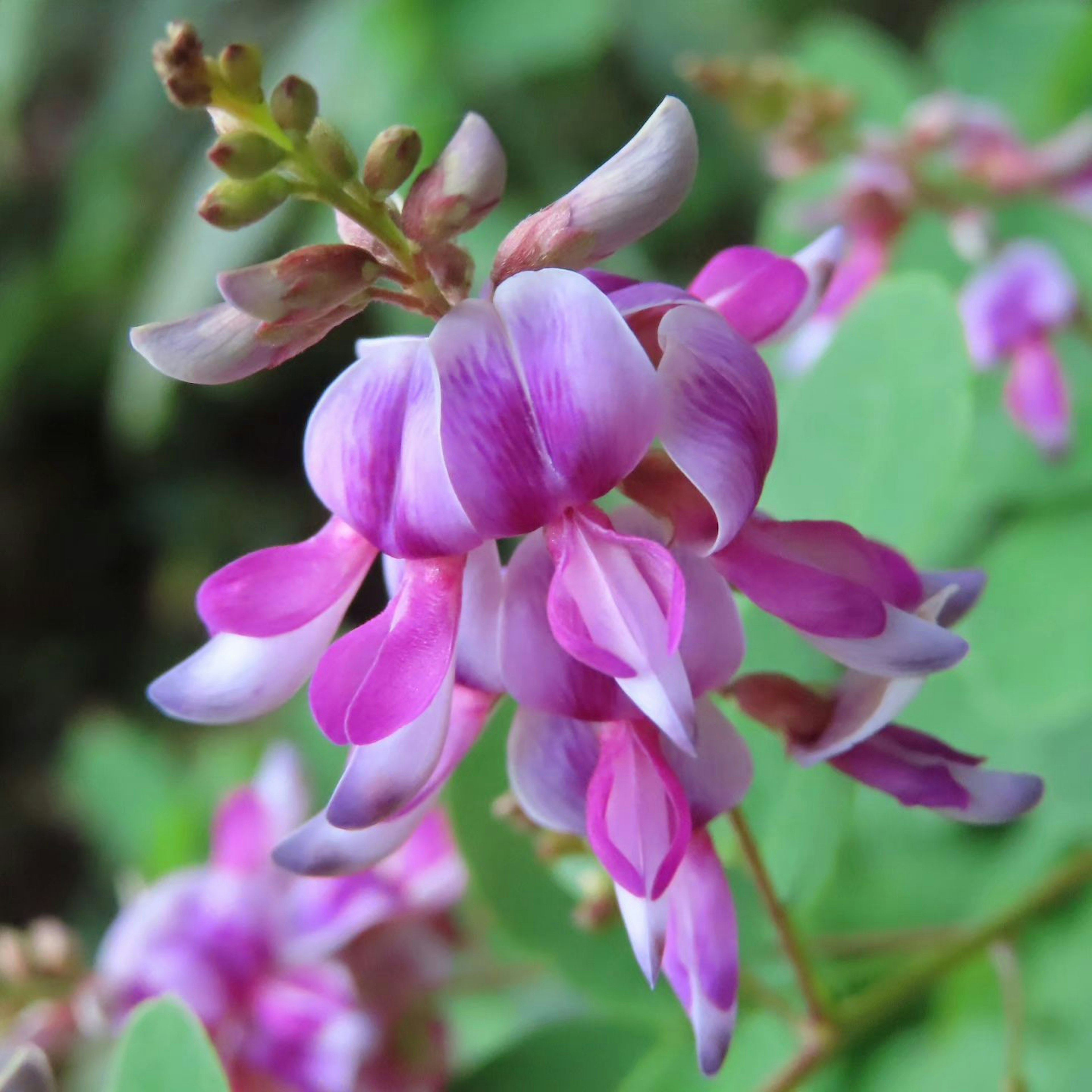 Tangkapan gambar dekat tanaman dengan bunga pink cerah