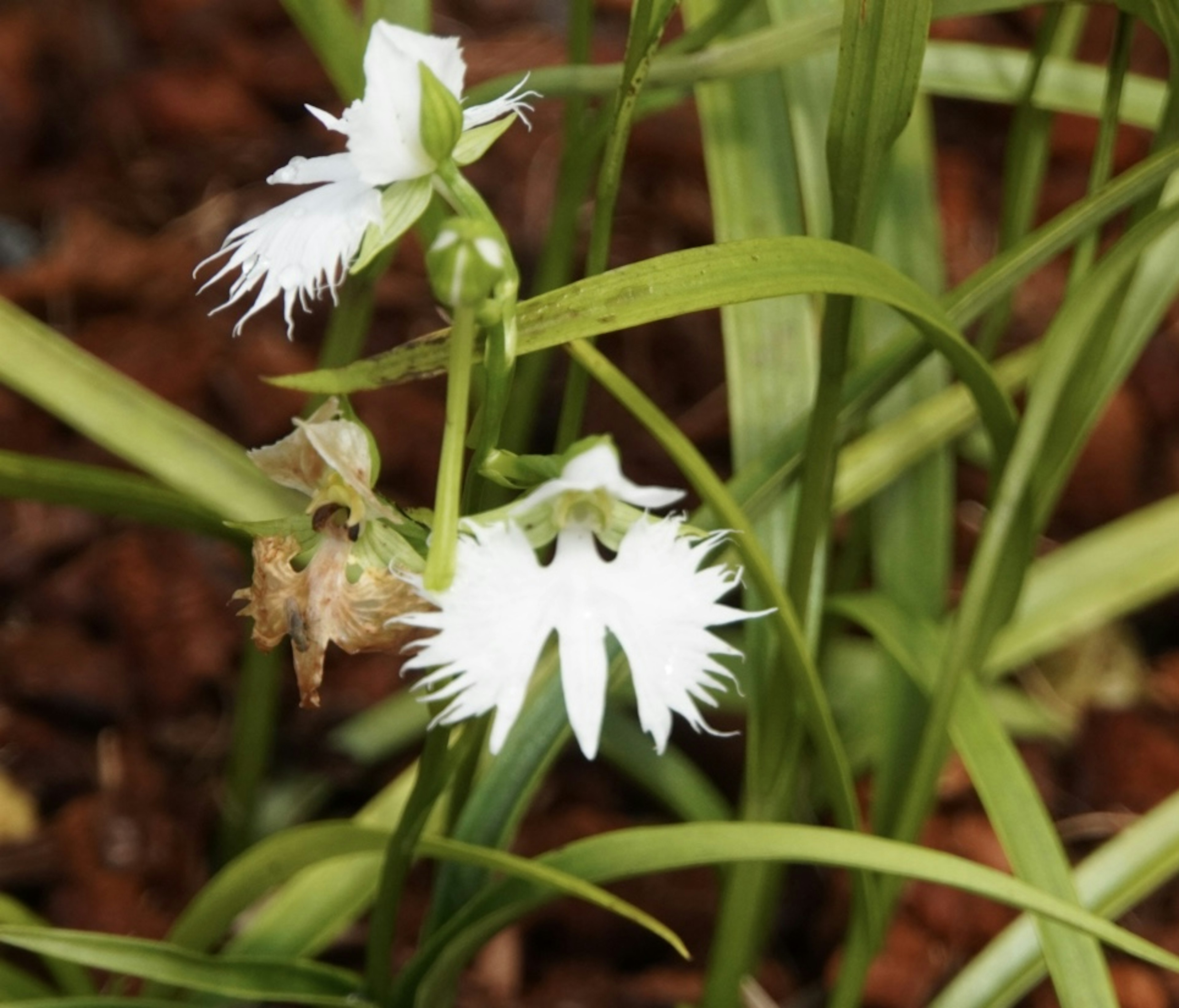 Primo piano di una pianta con fiori bianchi e foglie verdi