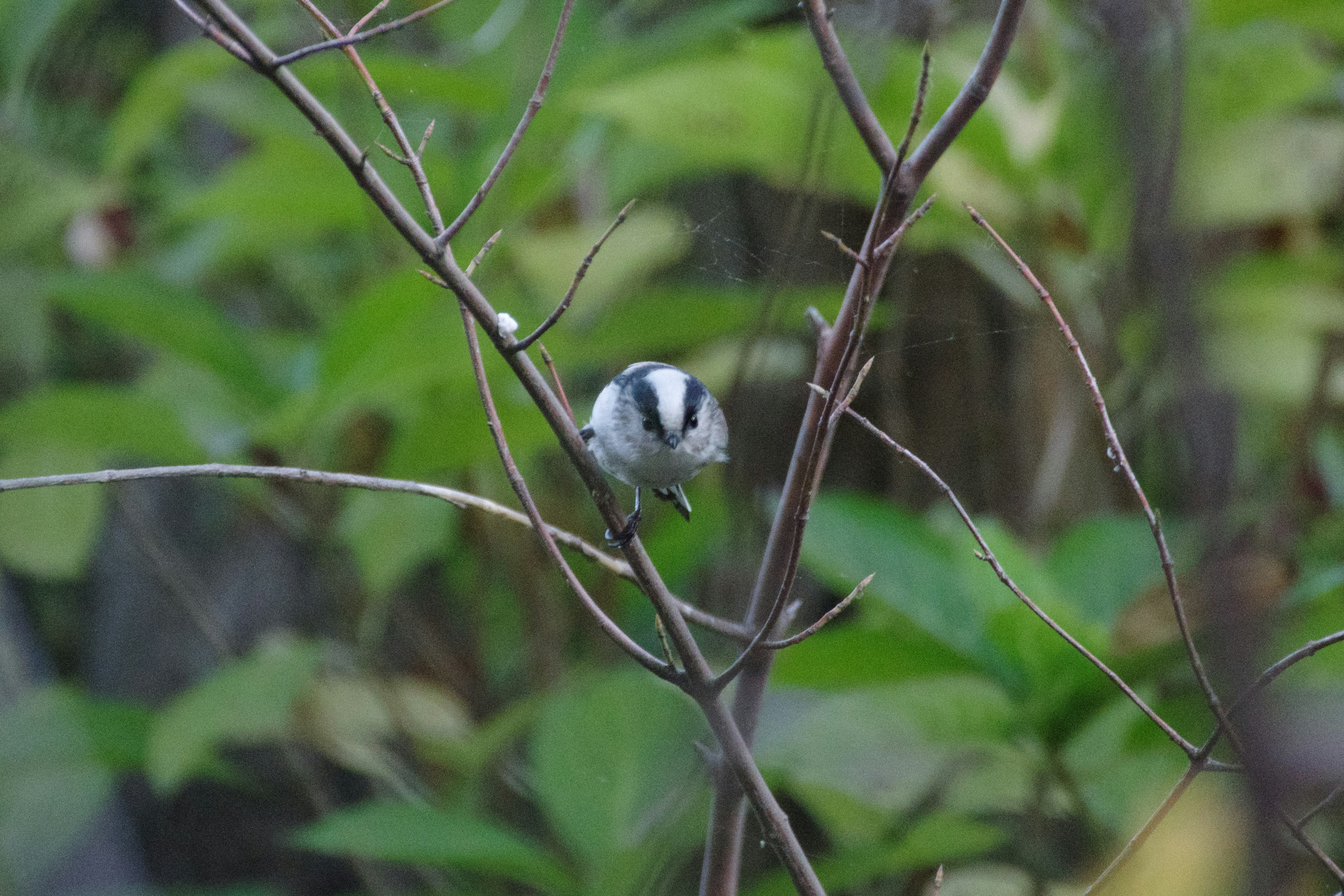 Ein Vogel, der auf einem Zweig sitzt, mit grünem Hintergrund