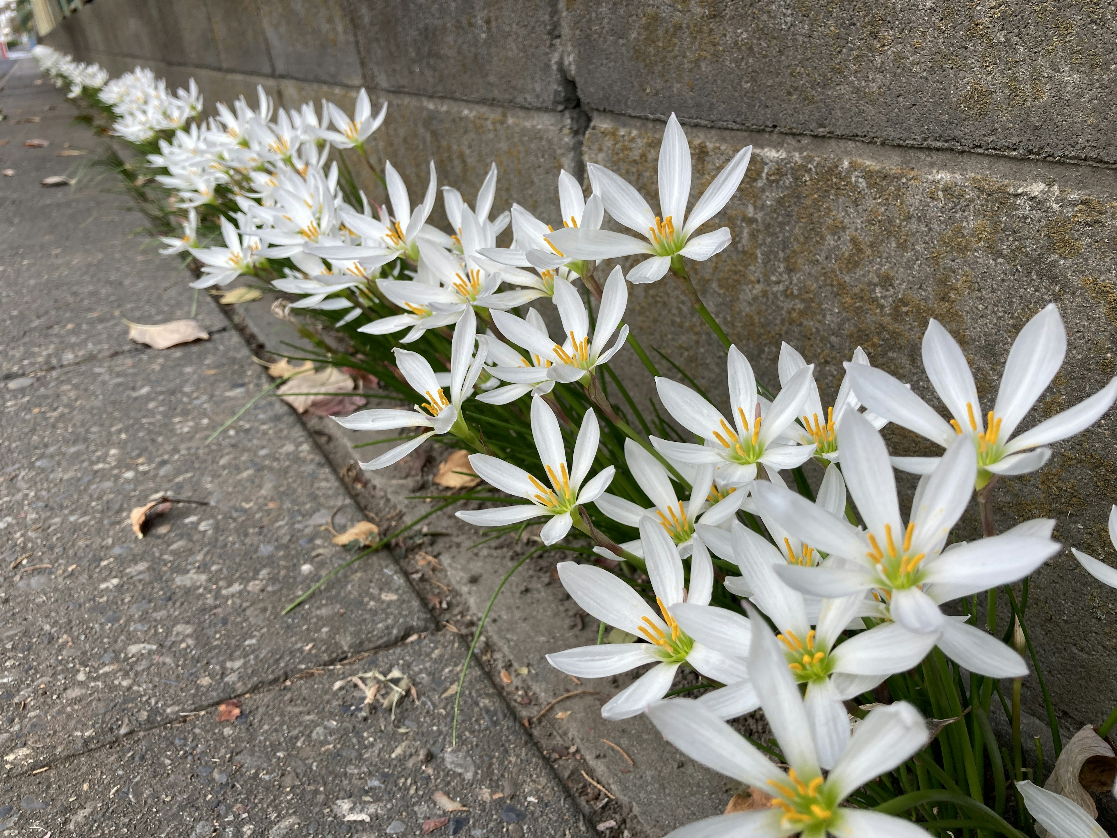 白い花が壁のそばに並んで咲いている