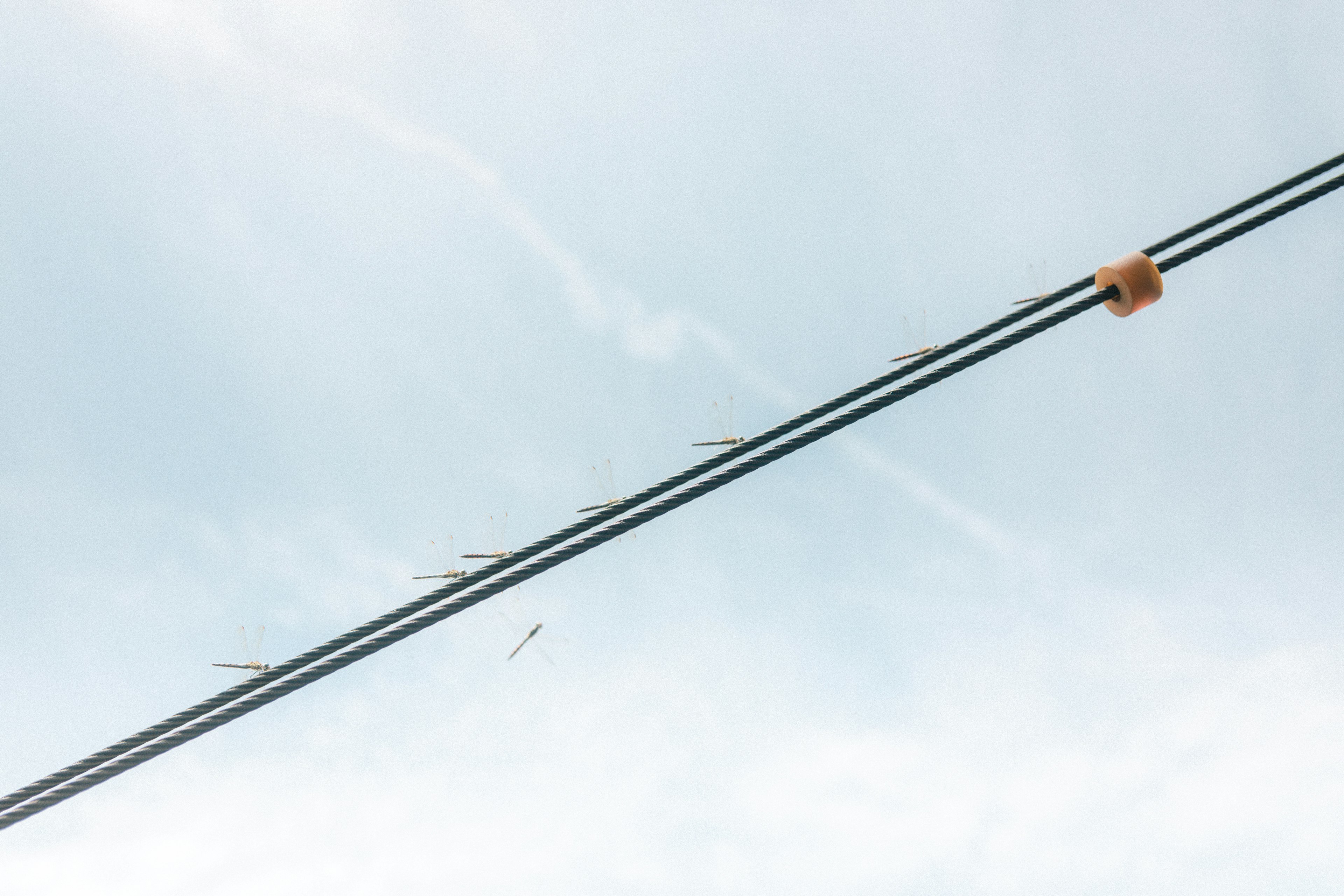 Power lines against a cloudy sky with thin branches