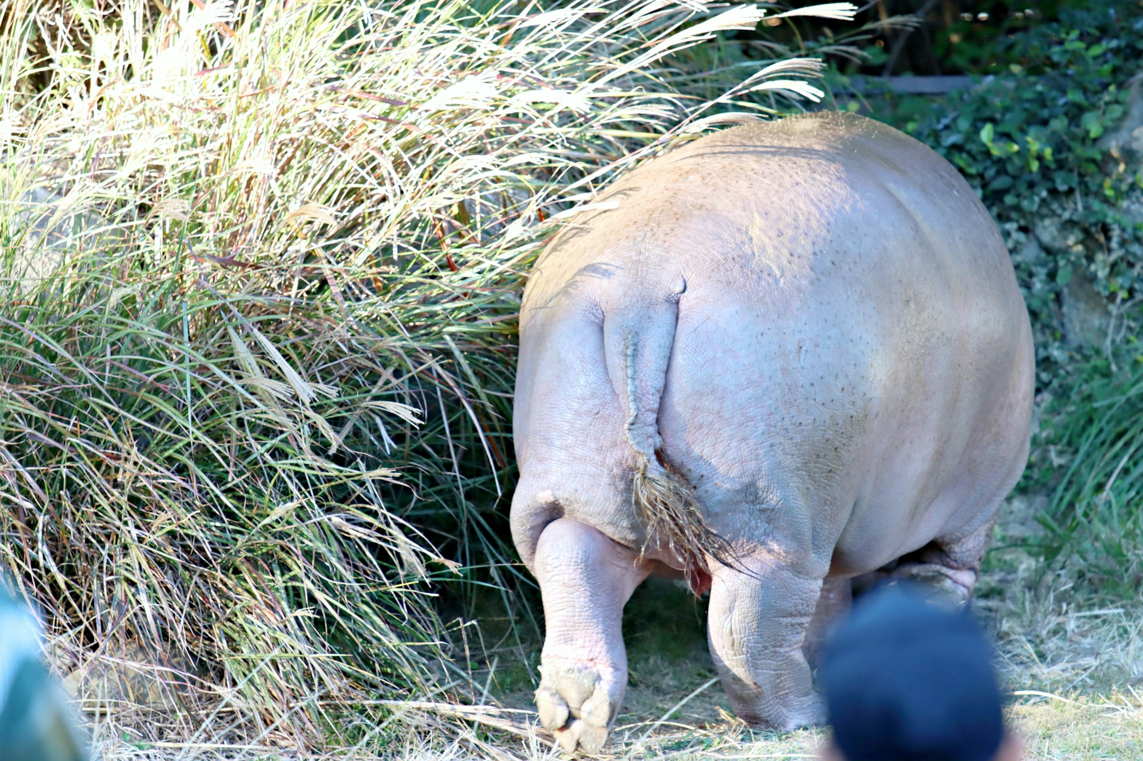 Back view of an animal among tall grass