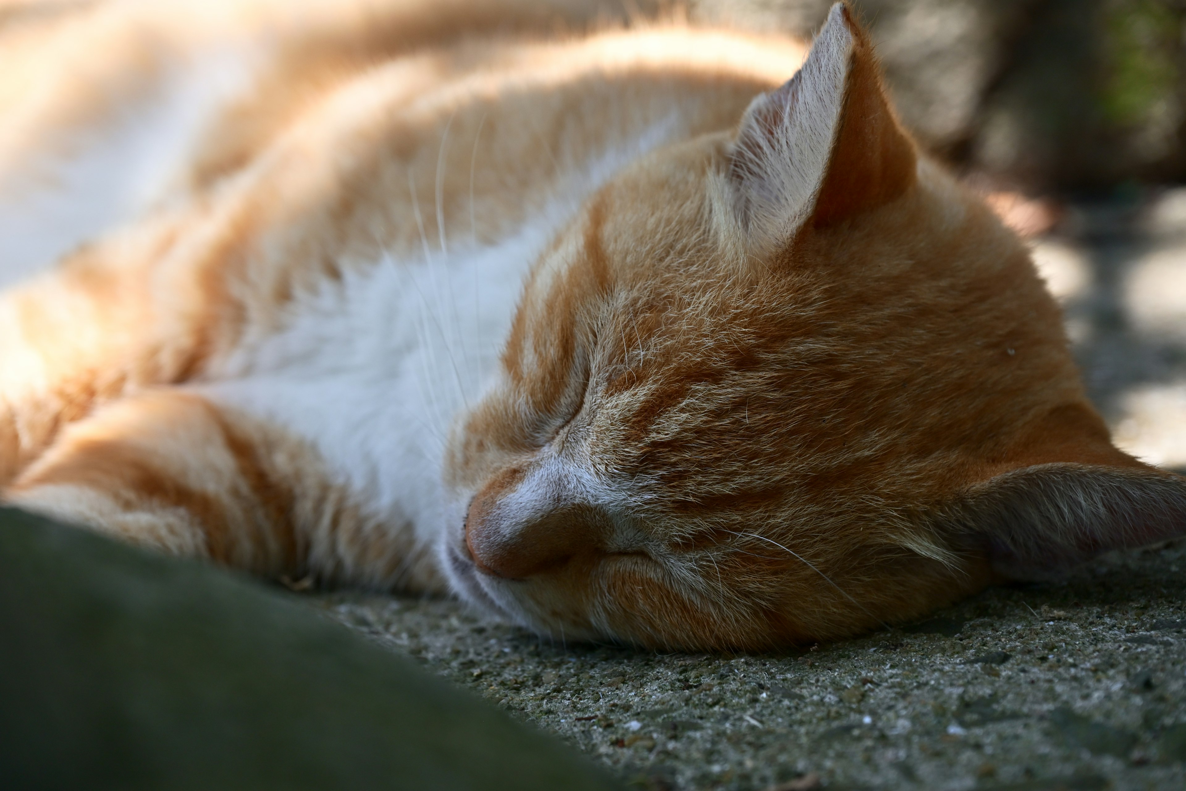 An orange cat lying on the ground peacefully sleeping