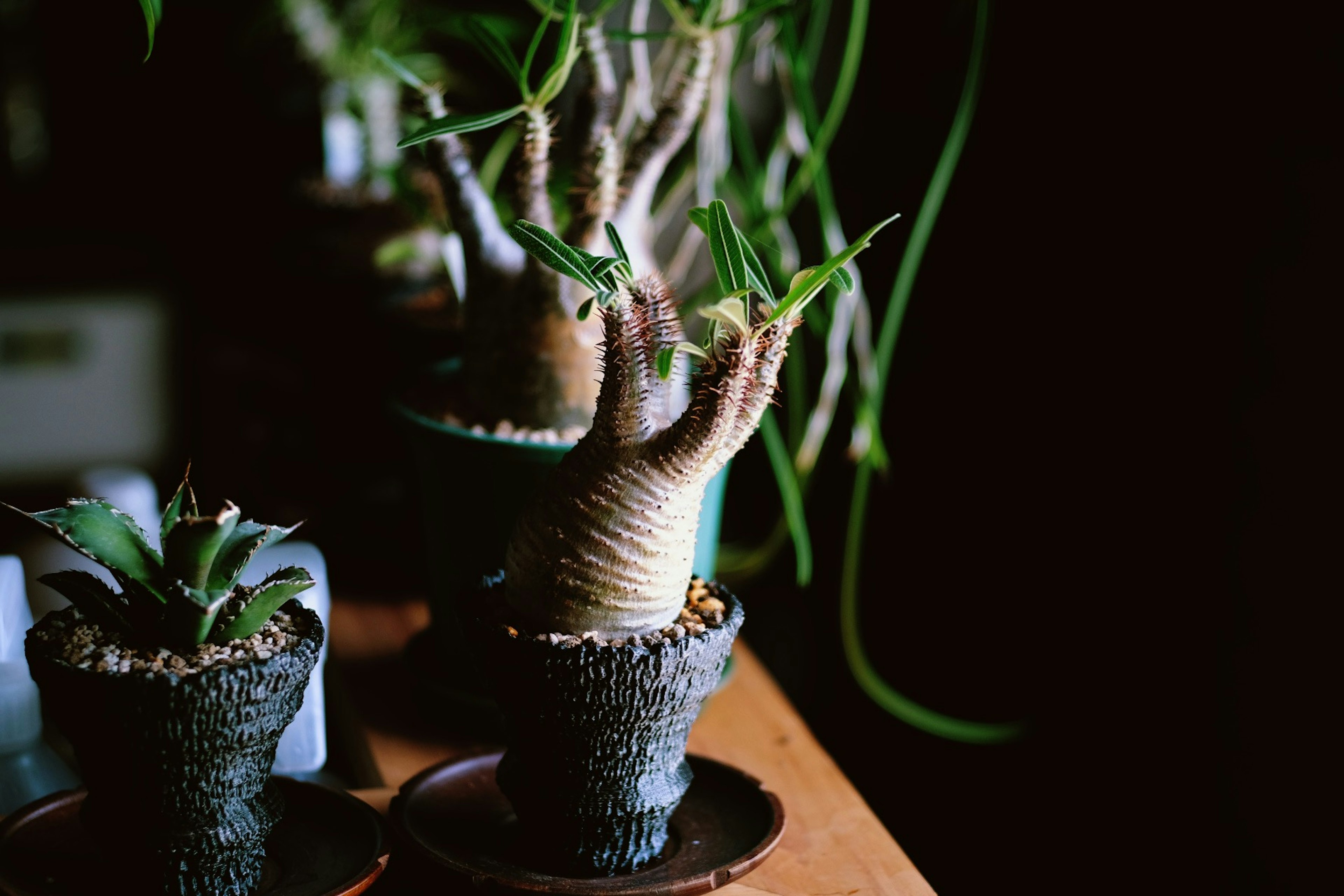 Unique shaped houseplants in black pots on a wooden table