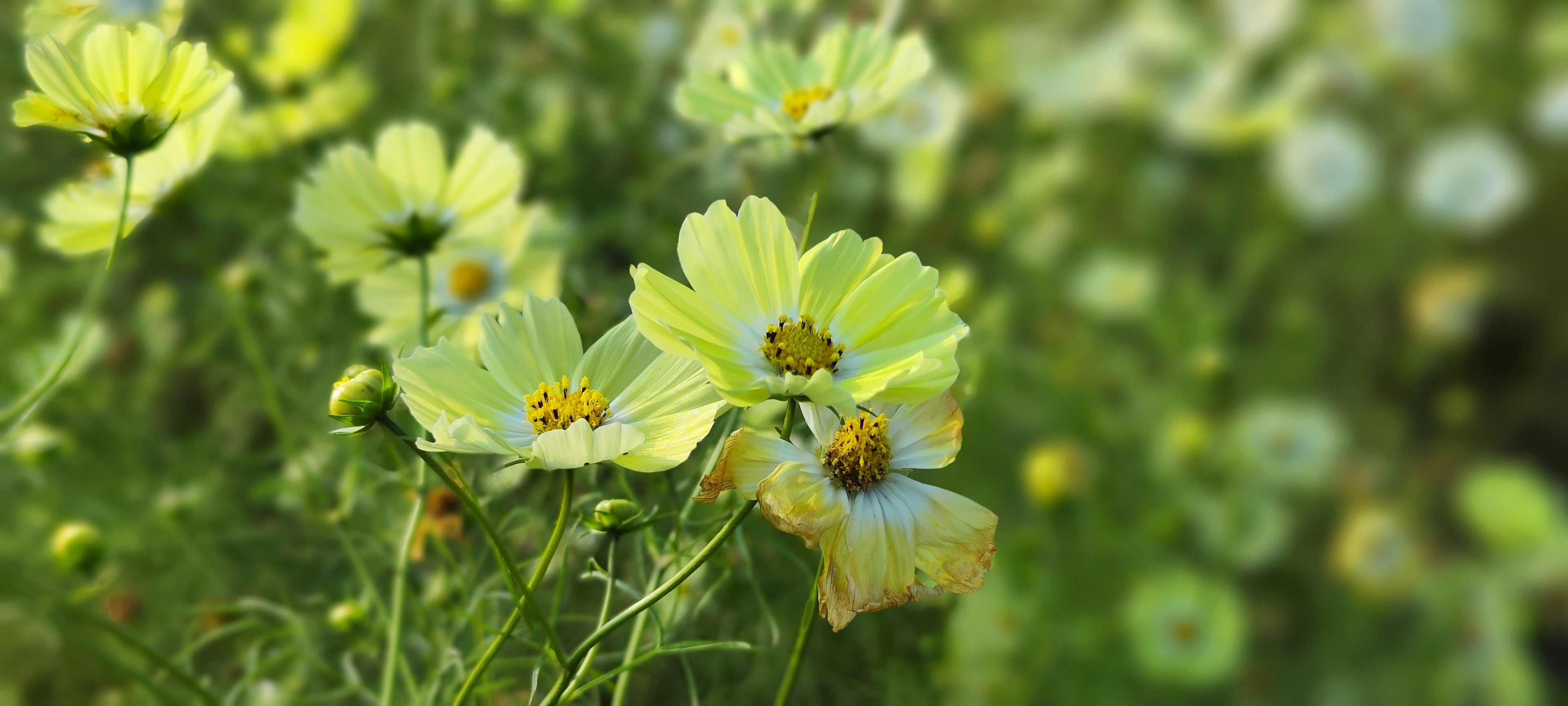 Feld mit gelben Blumen und grünen Blättern