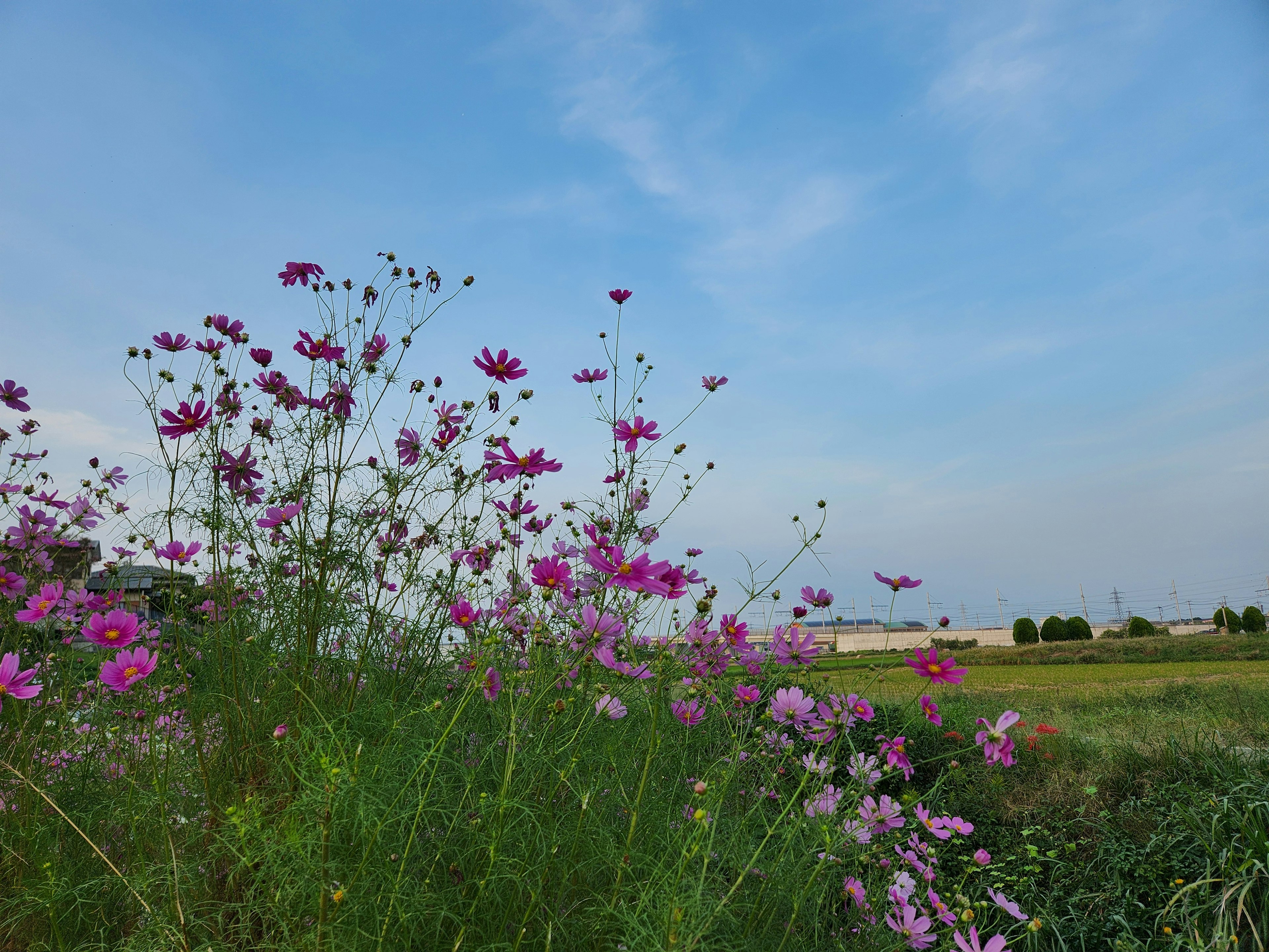 美しい青空の下に咲く色とりどりのコスモスの花々