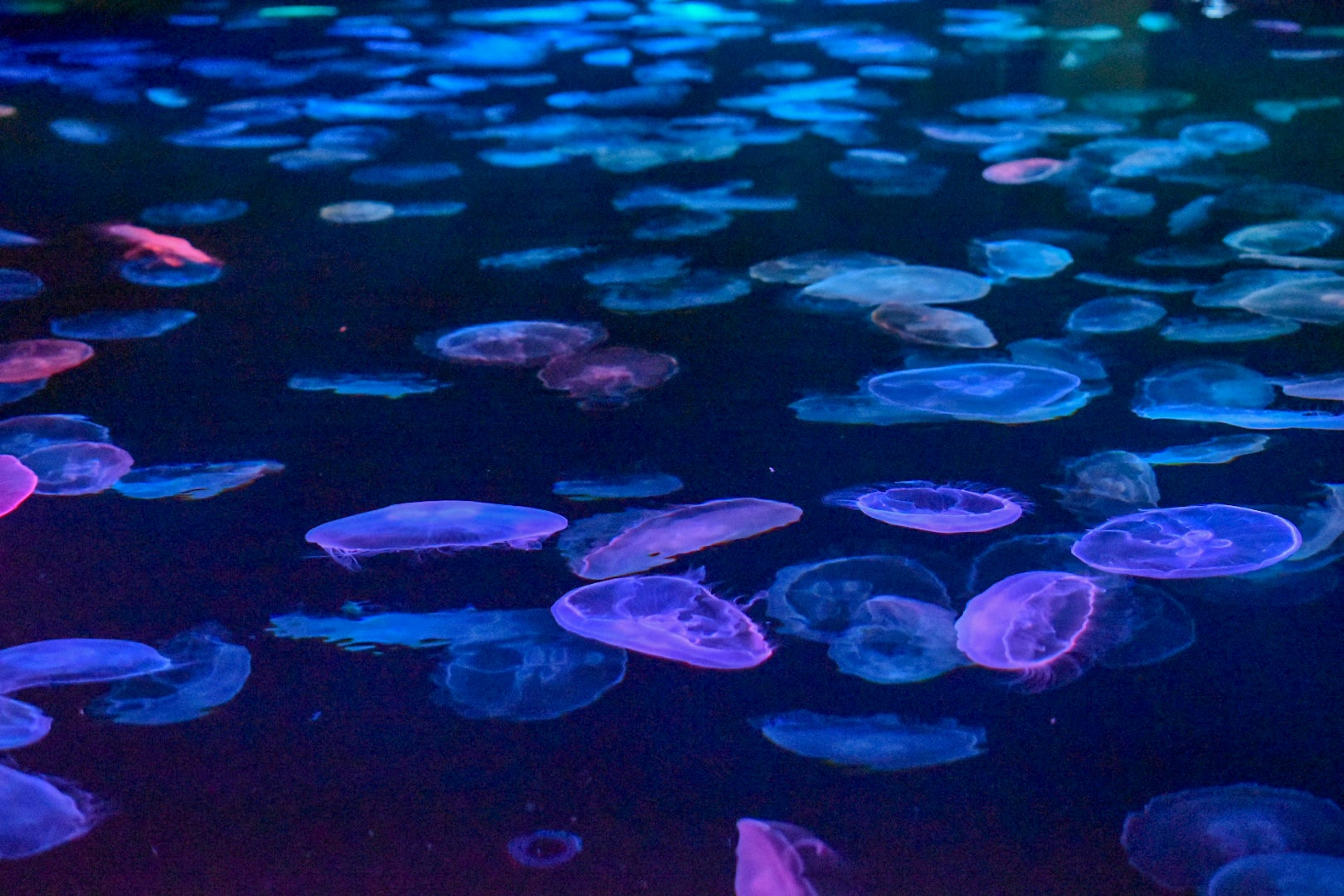 Bunte Quallen, die im dunklen Wasser schwimmen