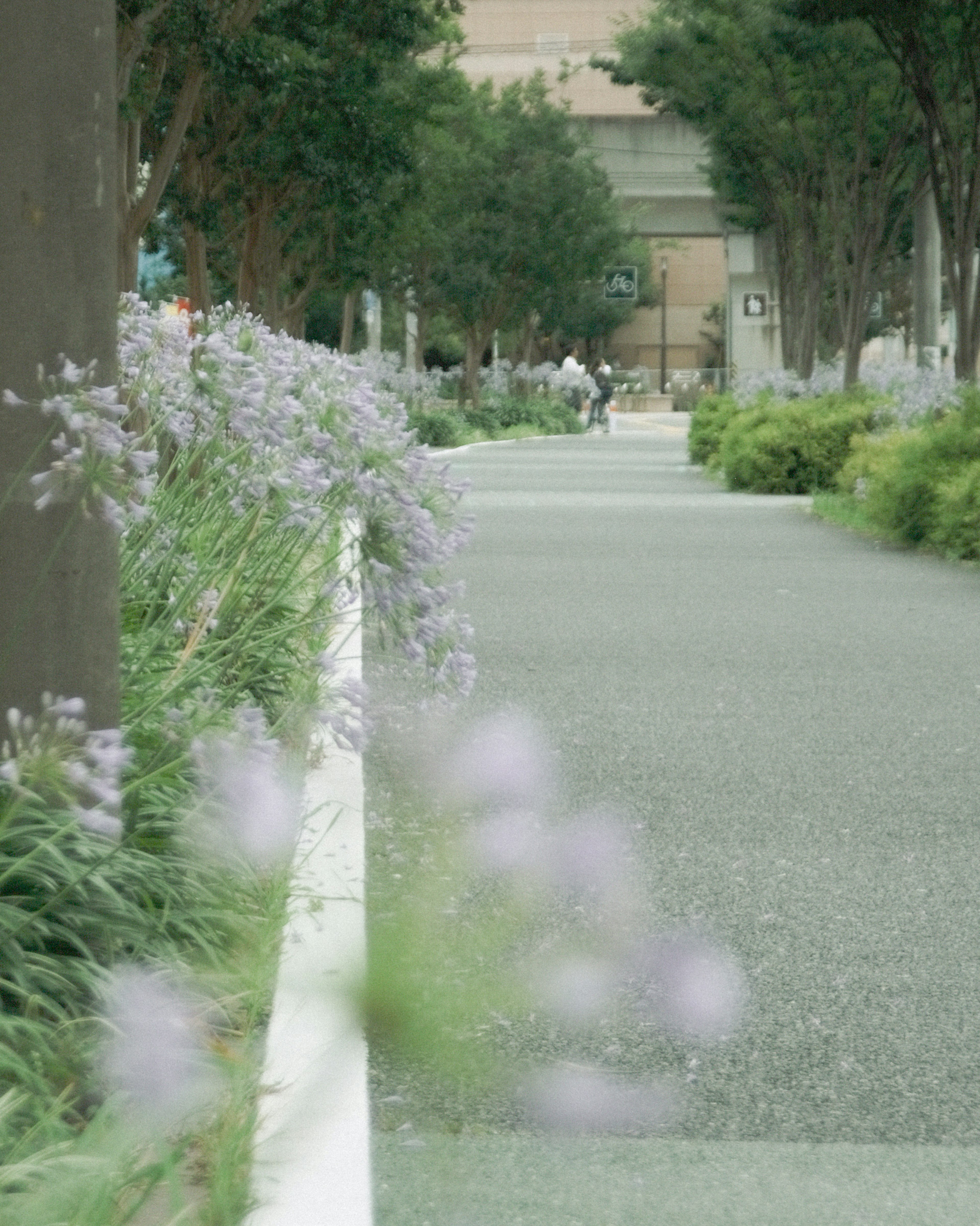 緑の木々に囲まれた舗装された歩道と紫色の花が咲いている景色