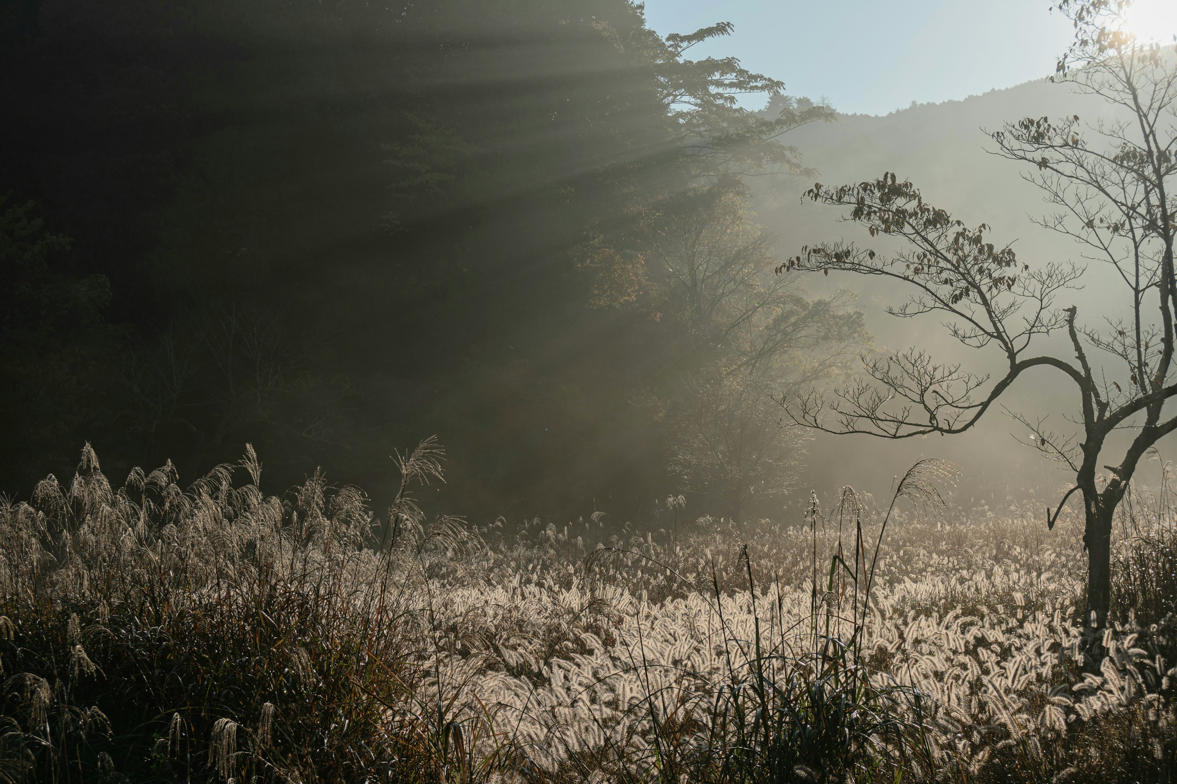 Paisaje brumoso con hierba y árboles, luz suave que pasa a través