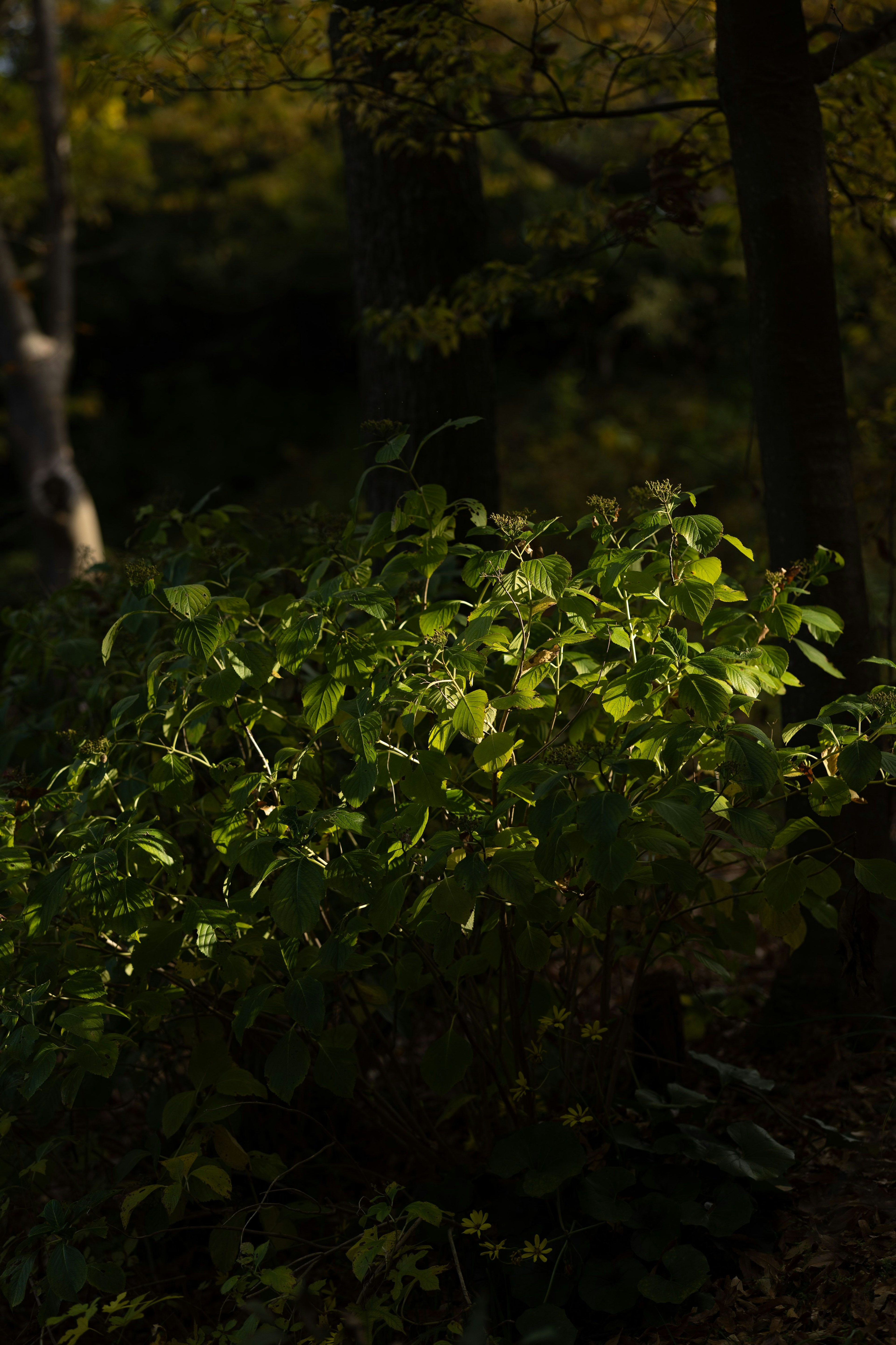 Un grupo de hojas verdes iluminadas en un bosque oscuro