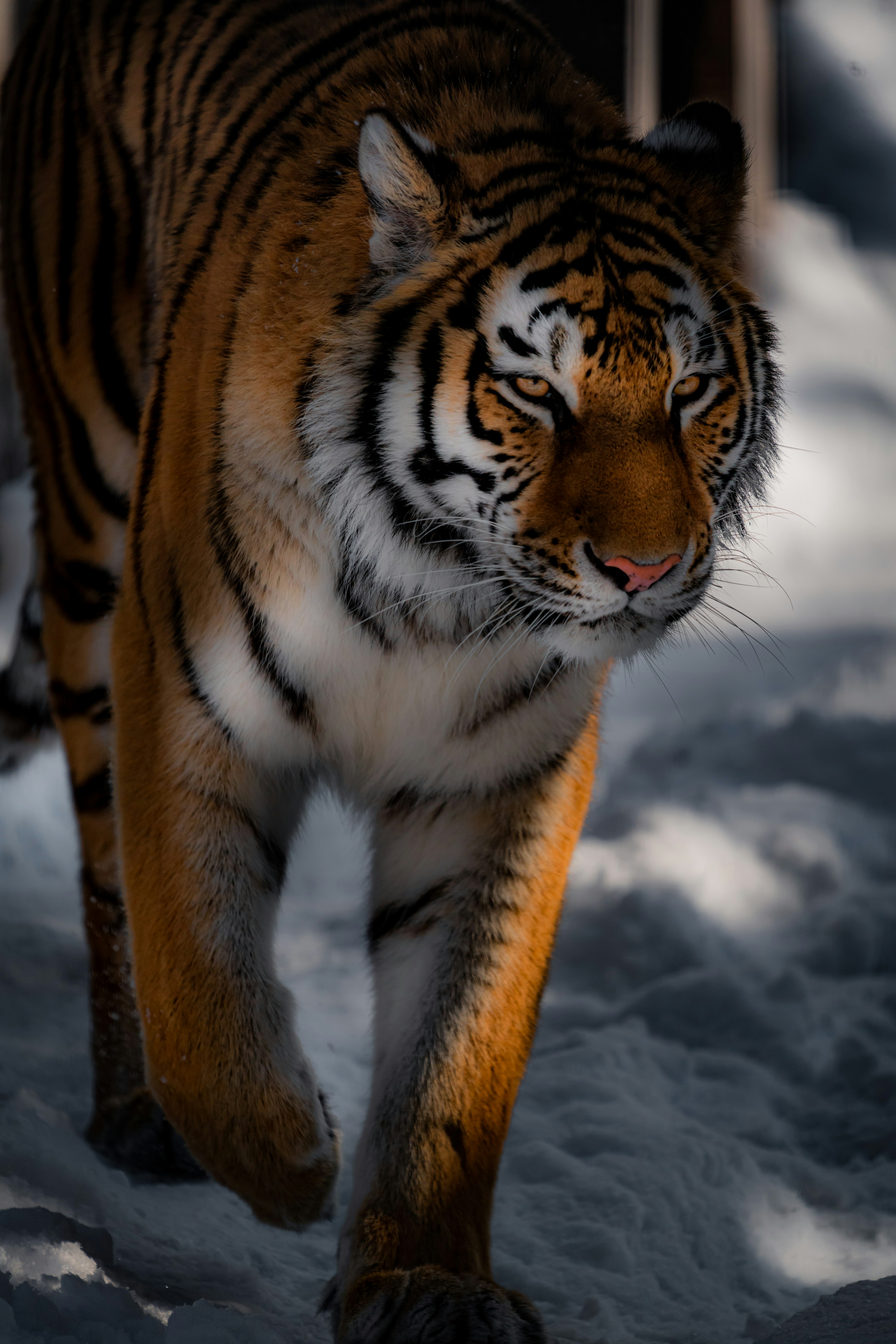 Nahaufnahme eines Tigers, der auf Schnee läuft mit leuchtendem orangefarbenem Fell und schwarzen Streifen