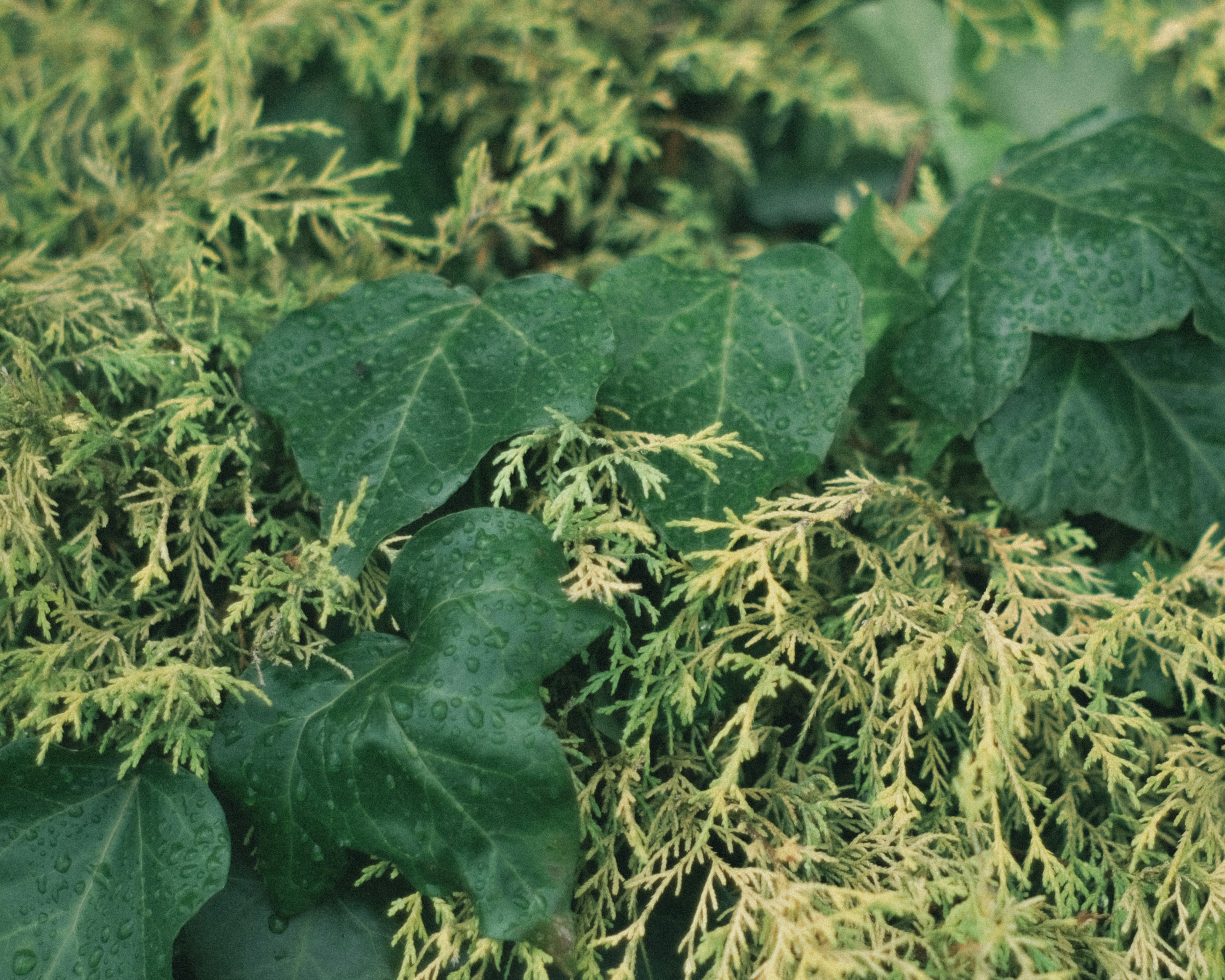 緑色の葉と黄緑色の葉が混在する植物のクローズアップ