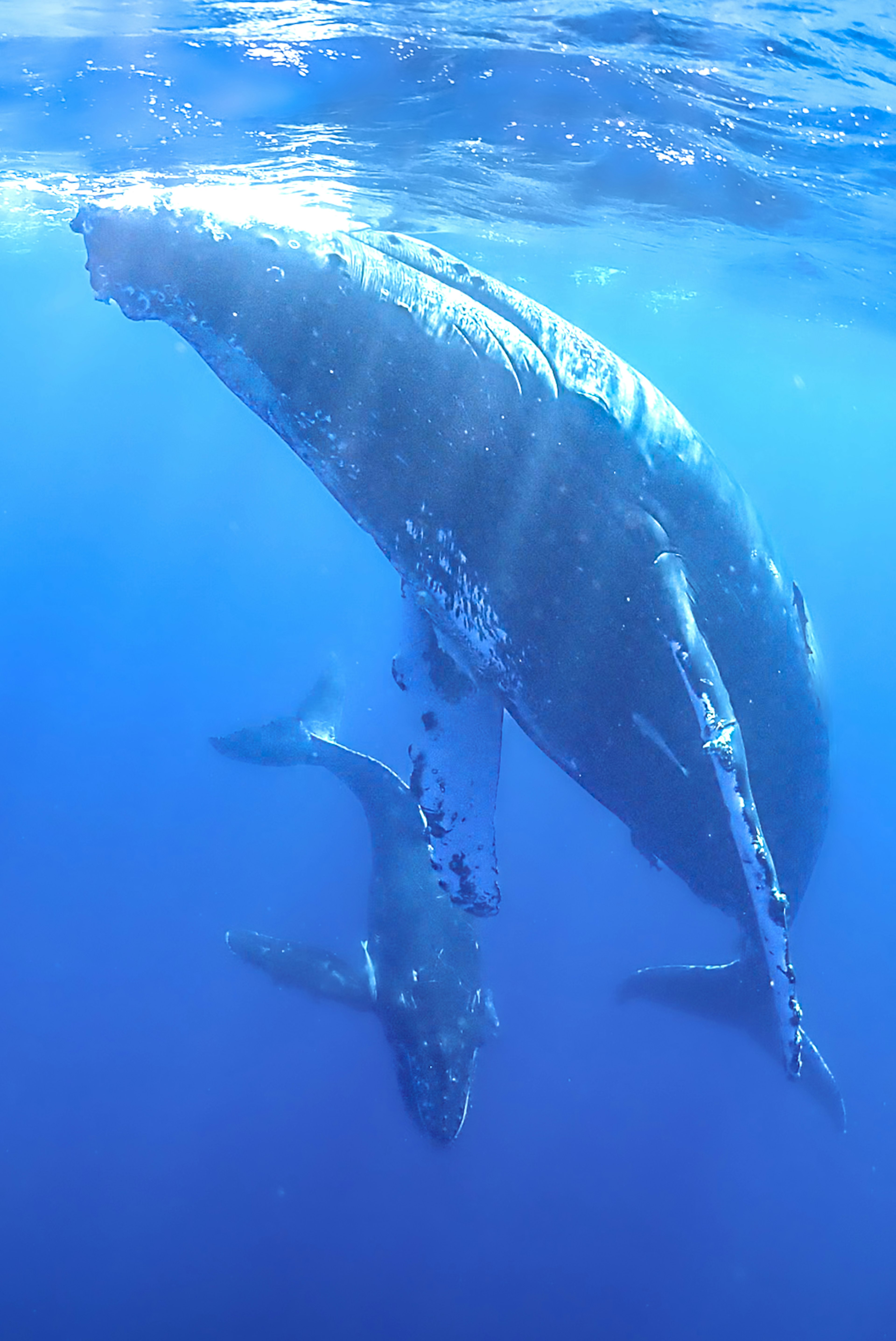 Paus rorqual dan anaknya berenang di lautan biru