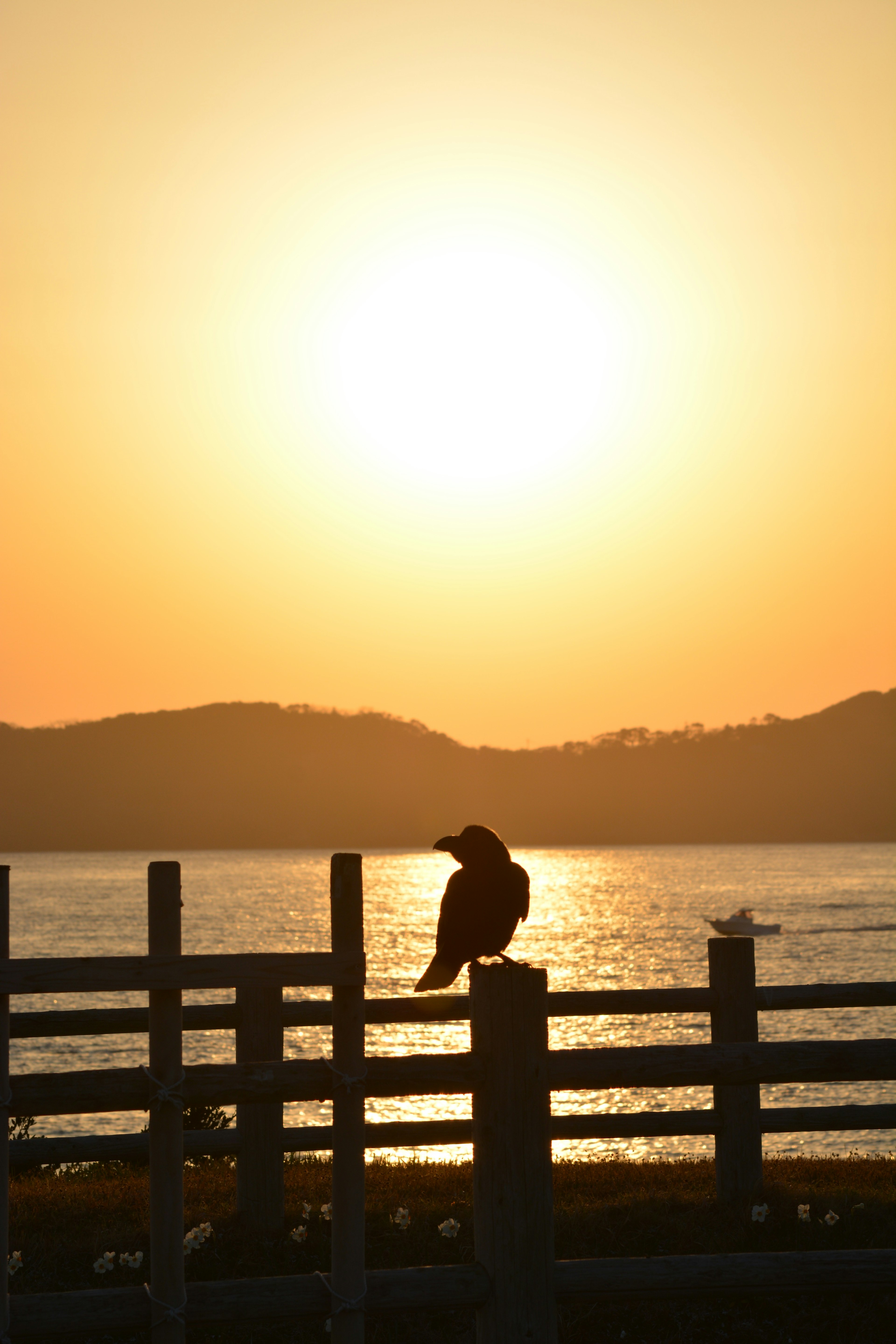 A bird perched on a fence against a sunset backdrop
