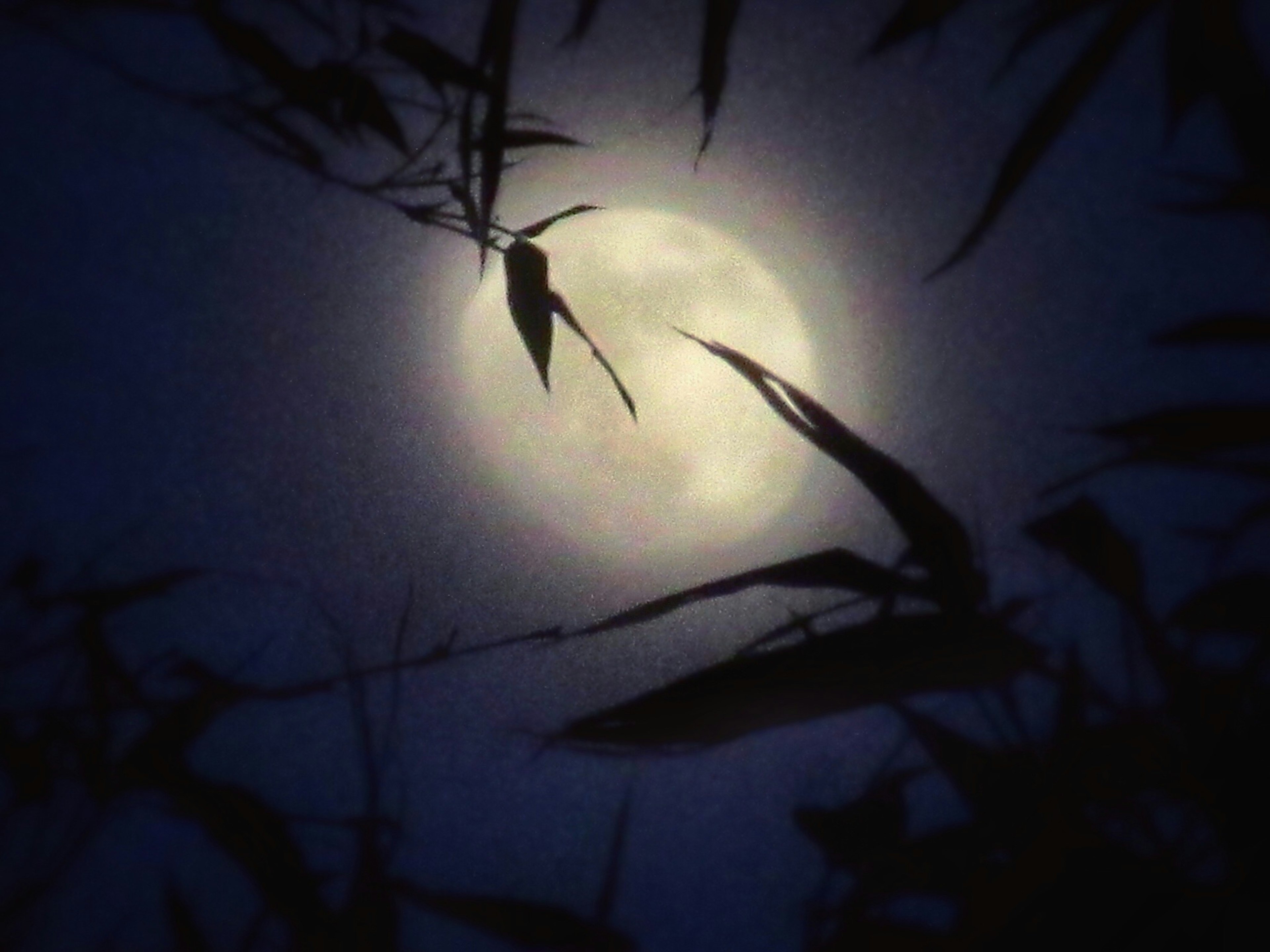 Pleine lune visible à travers le bambou la nuit