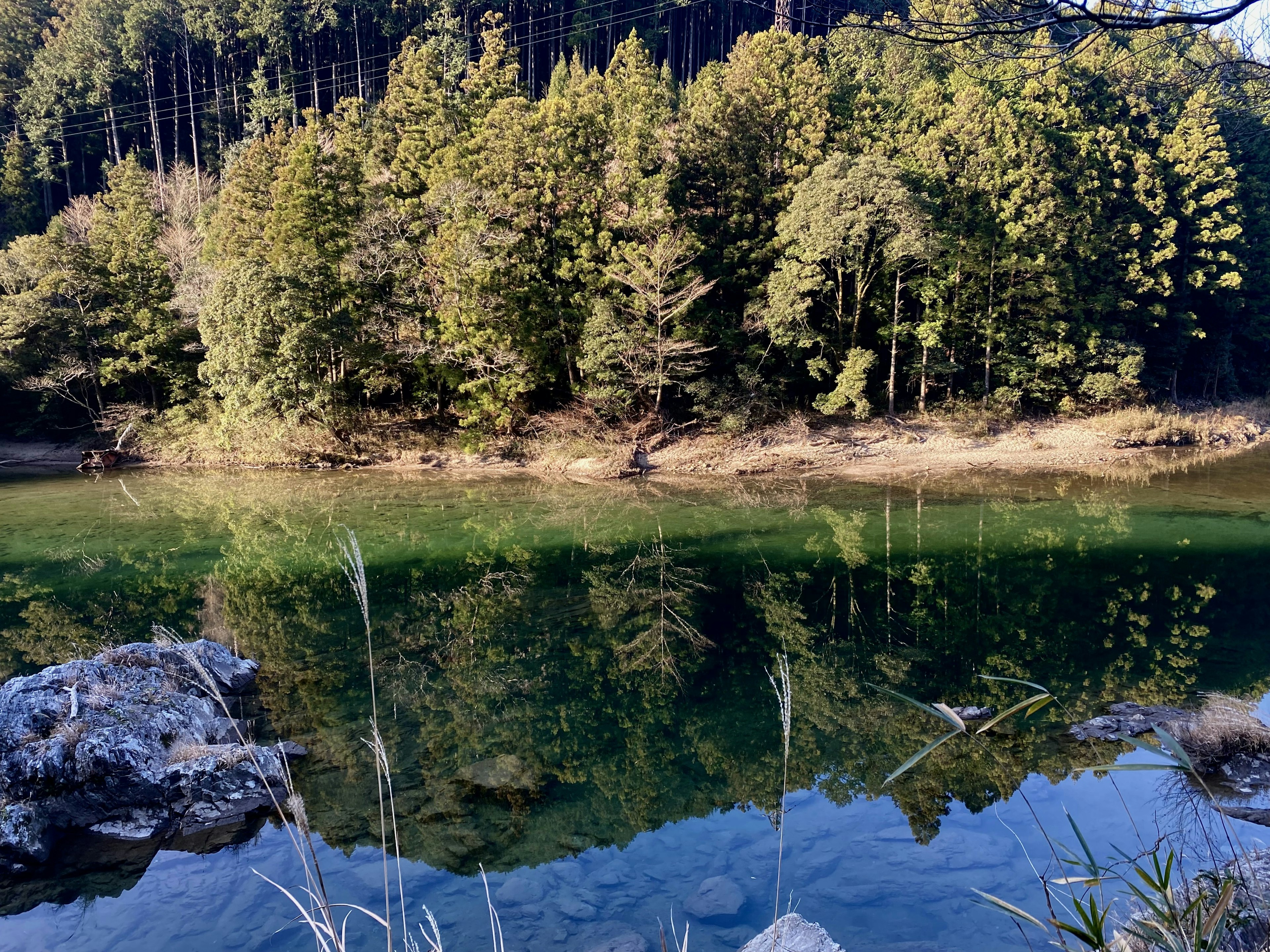 Vista escénica de un bosque verde con reflejos en el agua tranquila