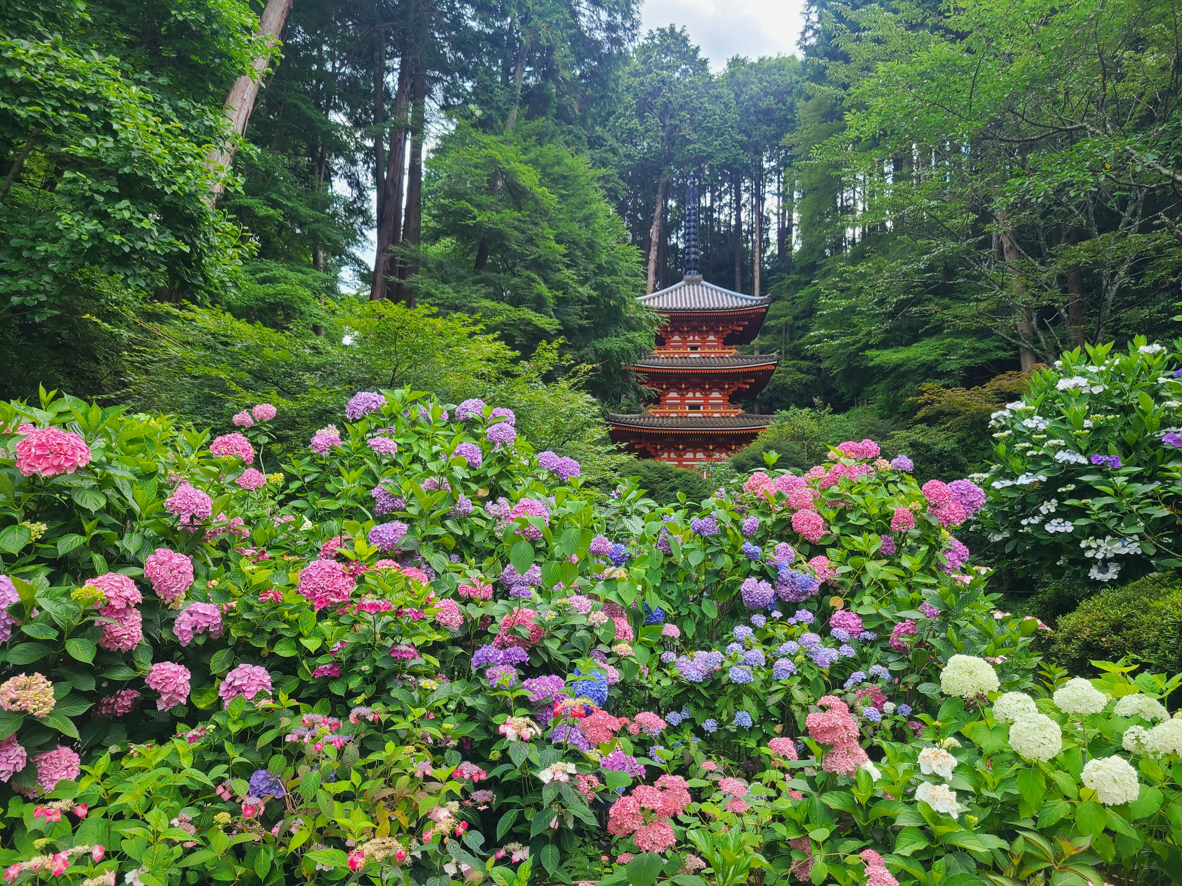 Vista escénica de una pagoda rodeada de hortensias coloridas