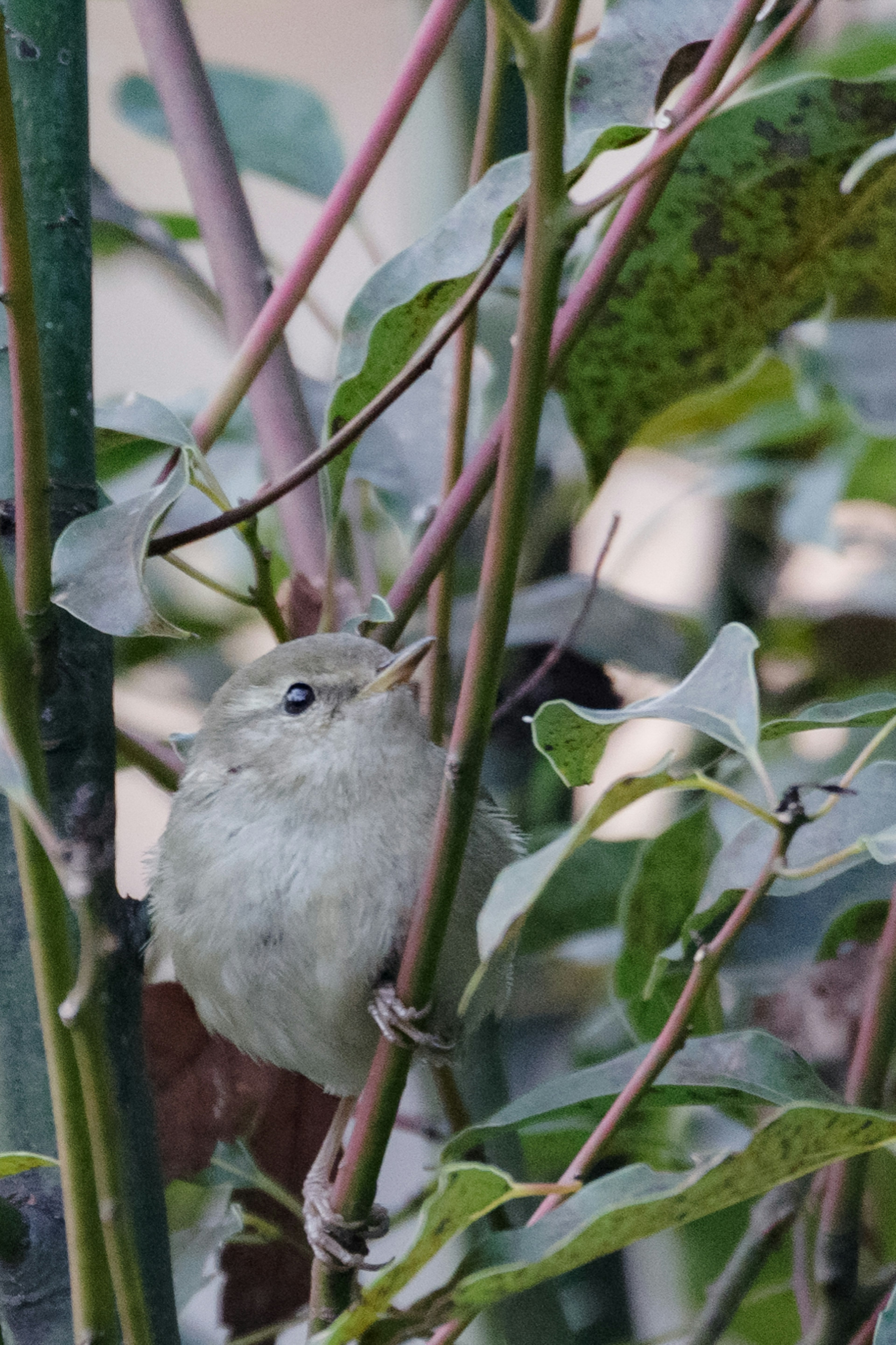 Un pequeño pájaro escondido entre las hojas