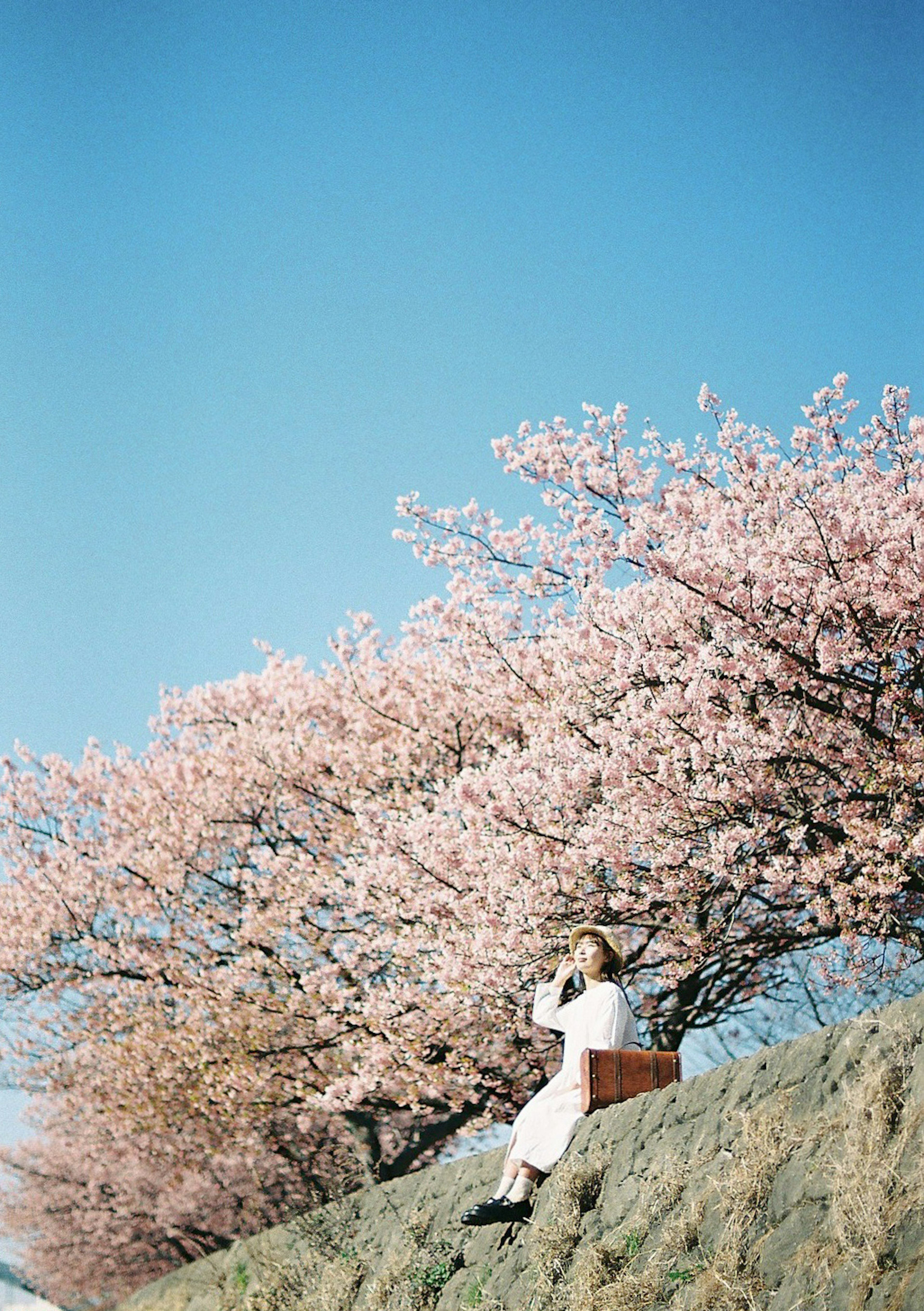 Eine Frau sitzt unter einem Kirschbaum mit rosa Blüten vor einem klaren blauen Himmel