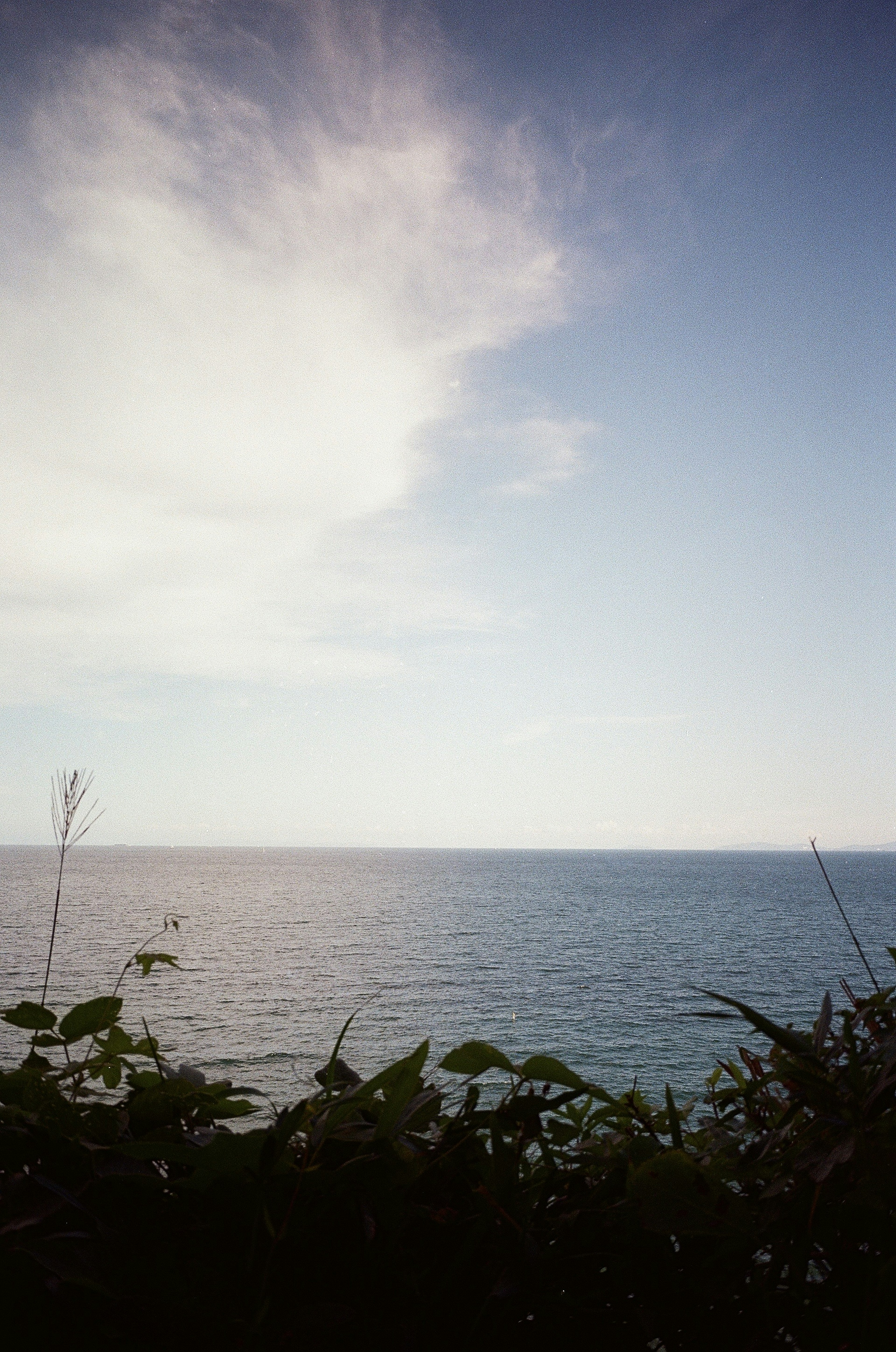 Vista escénica de un mar y cielo azules con plantas bajas en primer plano