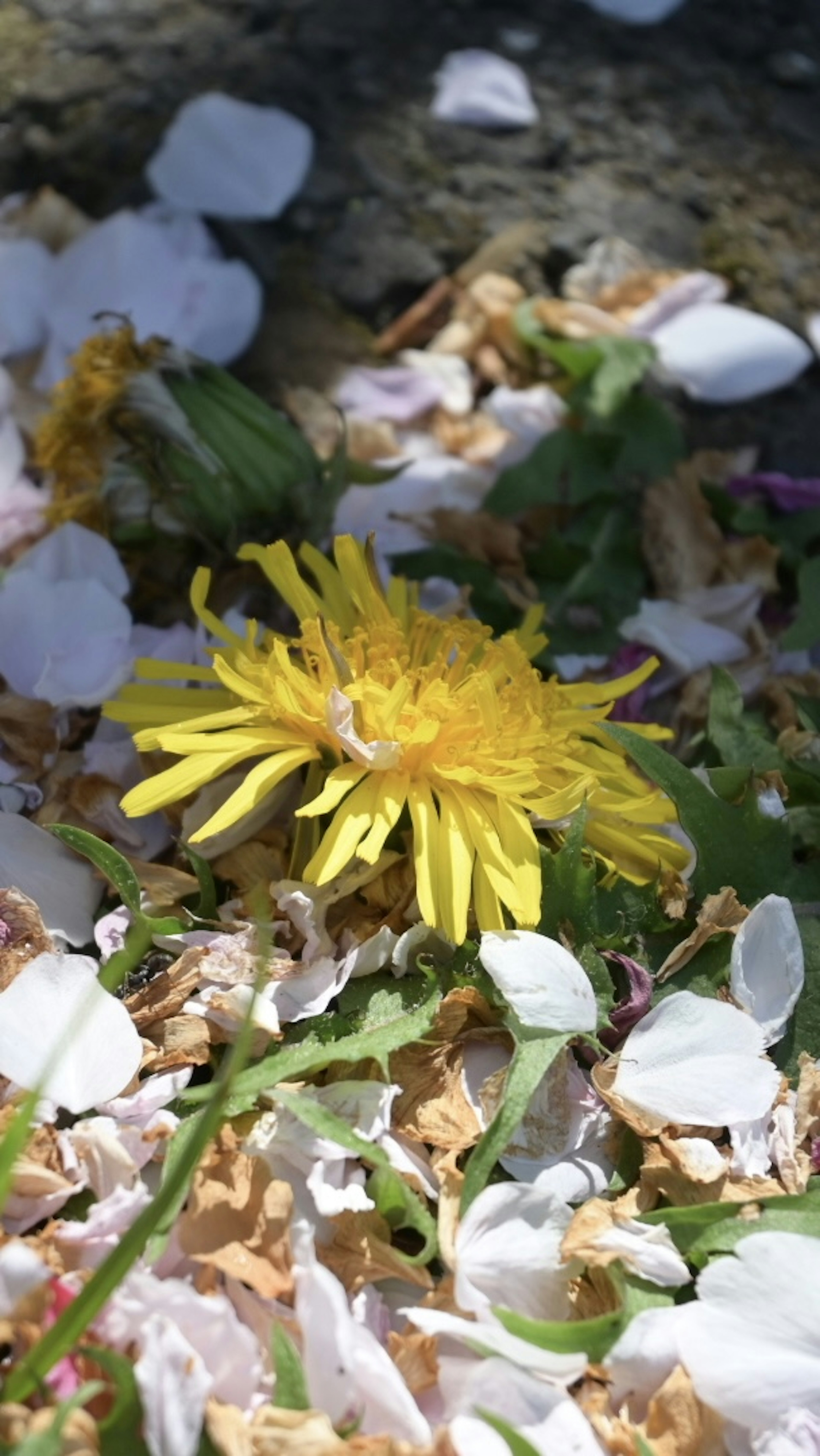 A yellow dandelion blooming among white flower petals