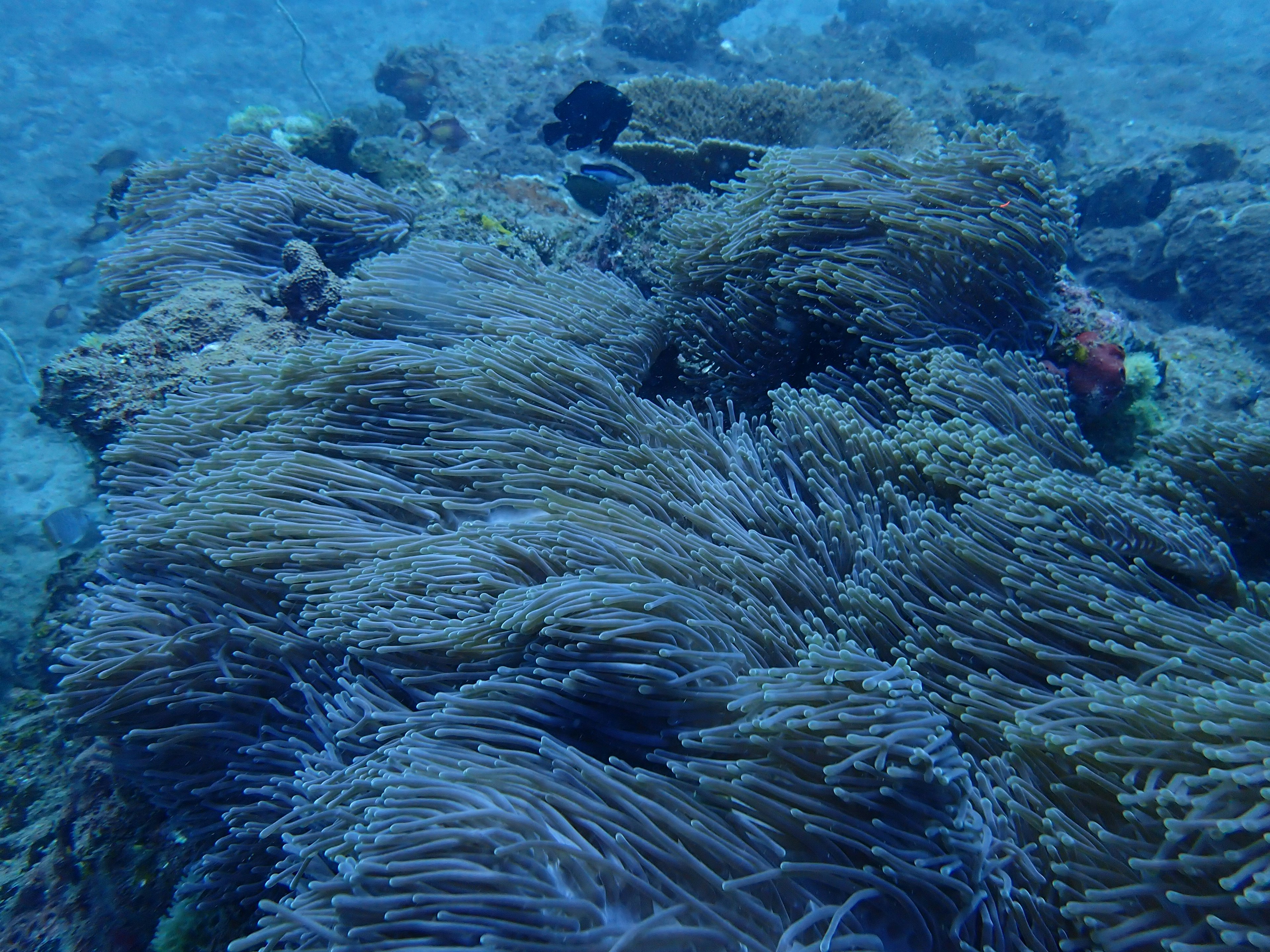 Scène sous-marine présentant une végétation luxuriante de corail et d'algues