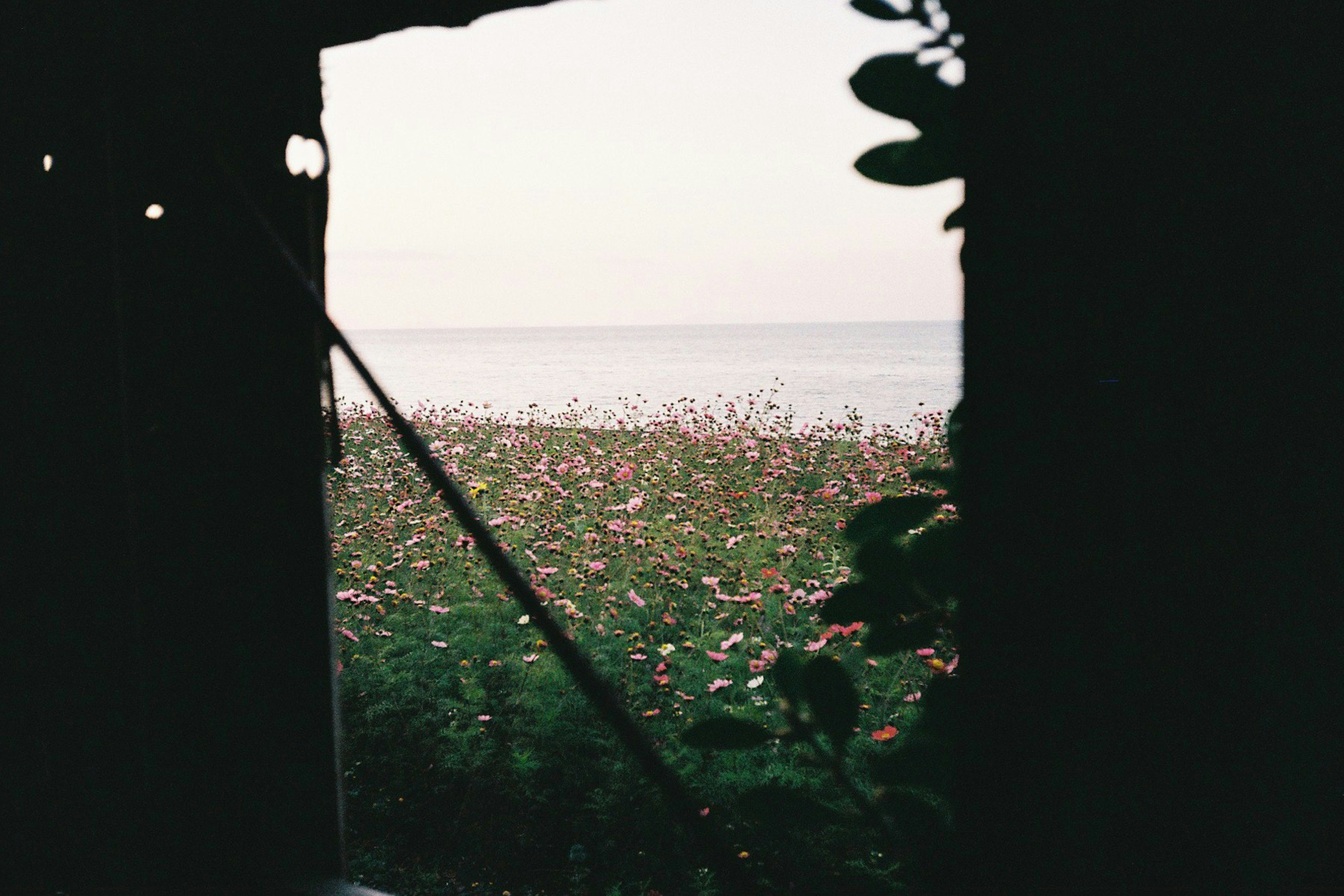 View of the sea through a window with plants framing the scene