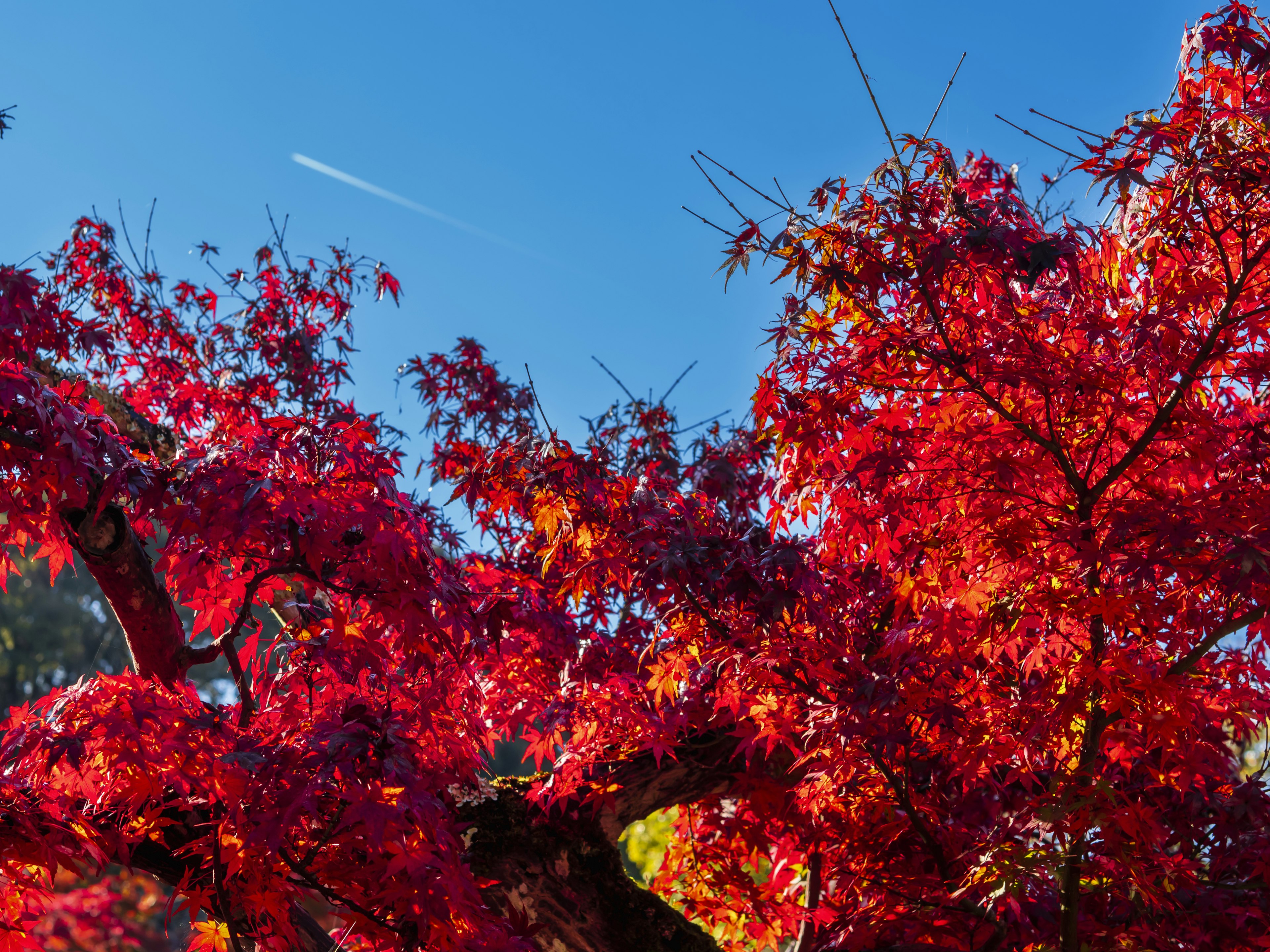 Feuilles d'automne rouges vives contre un ciel bleu clair