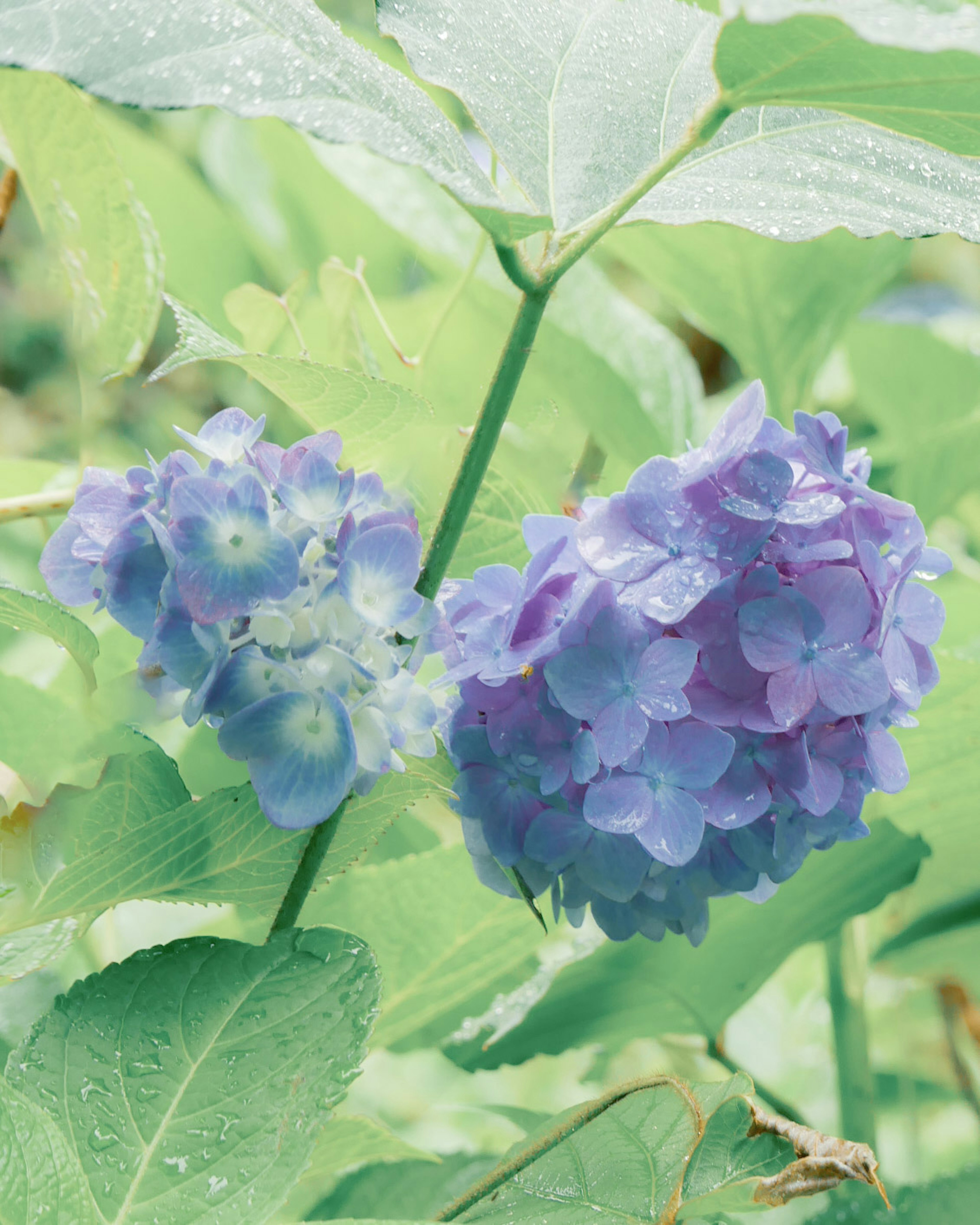 Flores de hortensia en tonos azules y morados entre hojas verdes