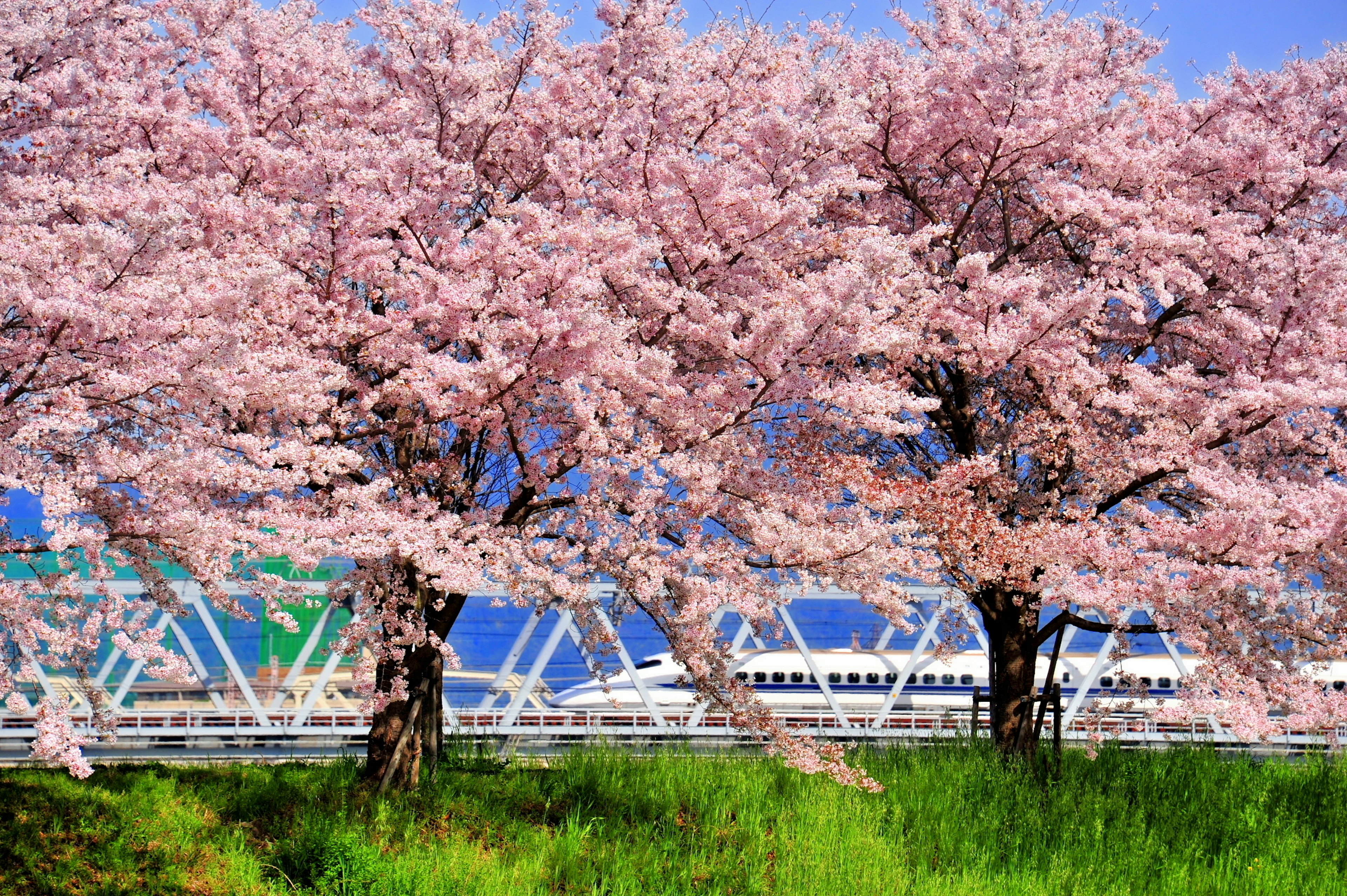 Beautiful scene of cherry blossom trees with a Shinkansen train