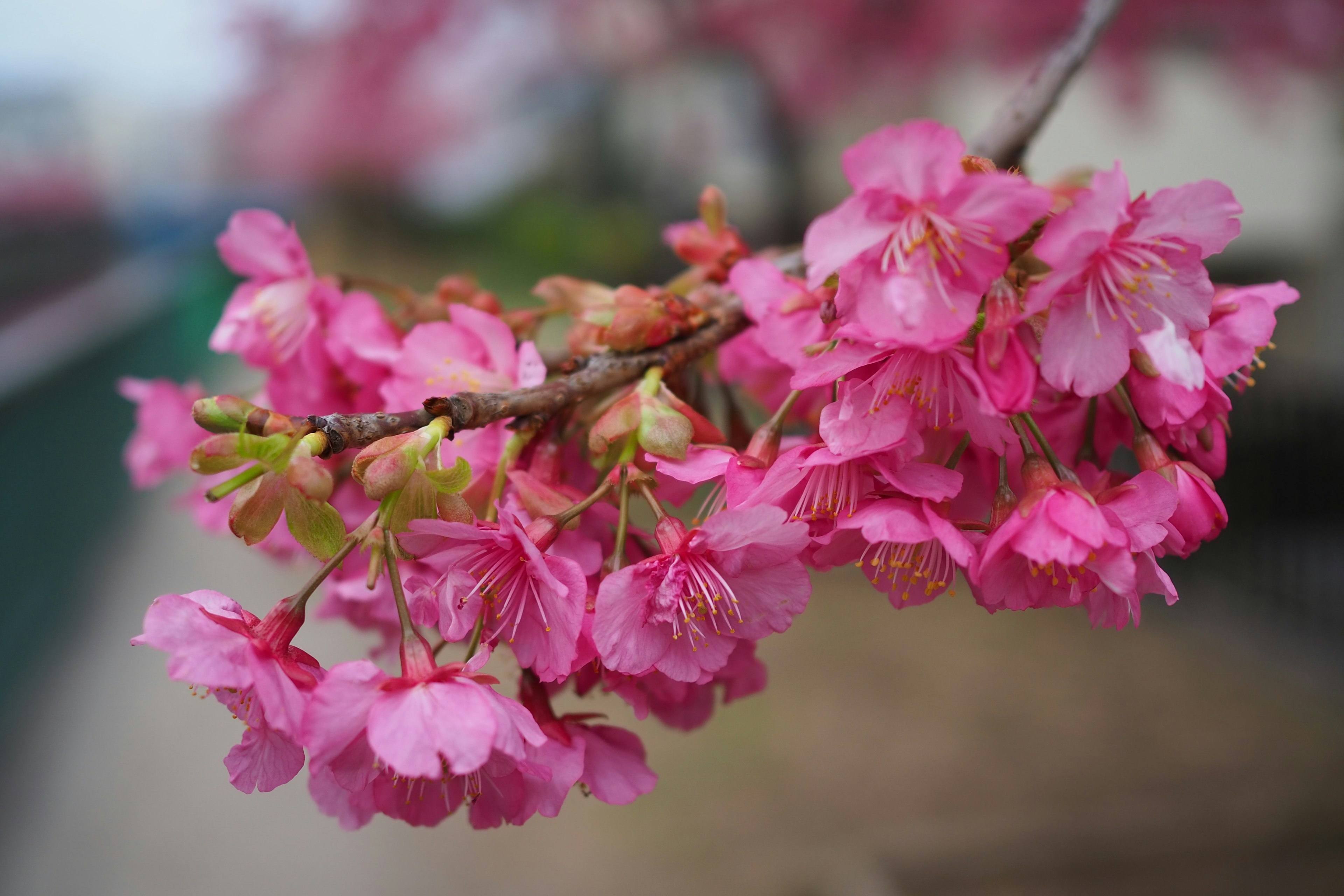 Kedekatan cabang bunga sakura yang sedang mekar