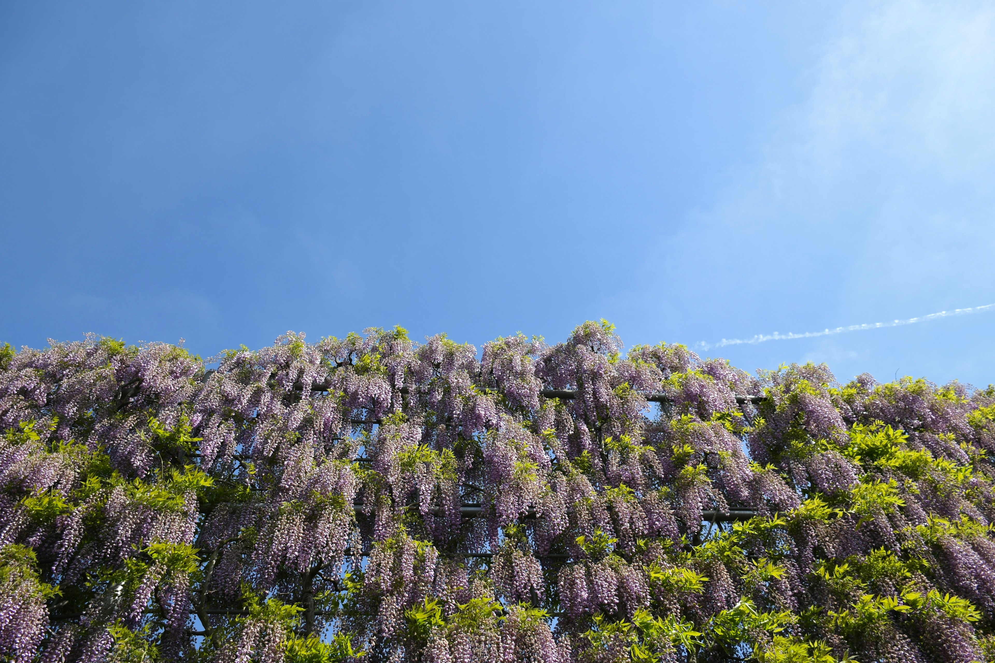 Wisteria flowers cascading under a clear blue sky