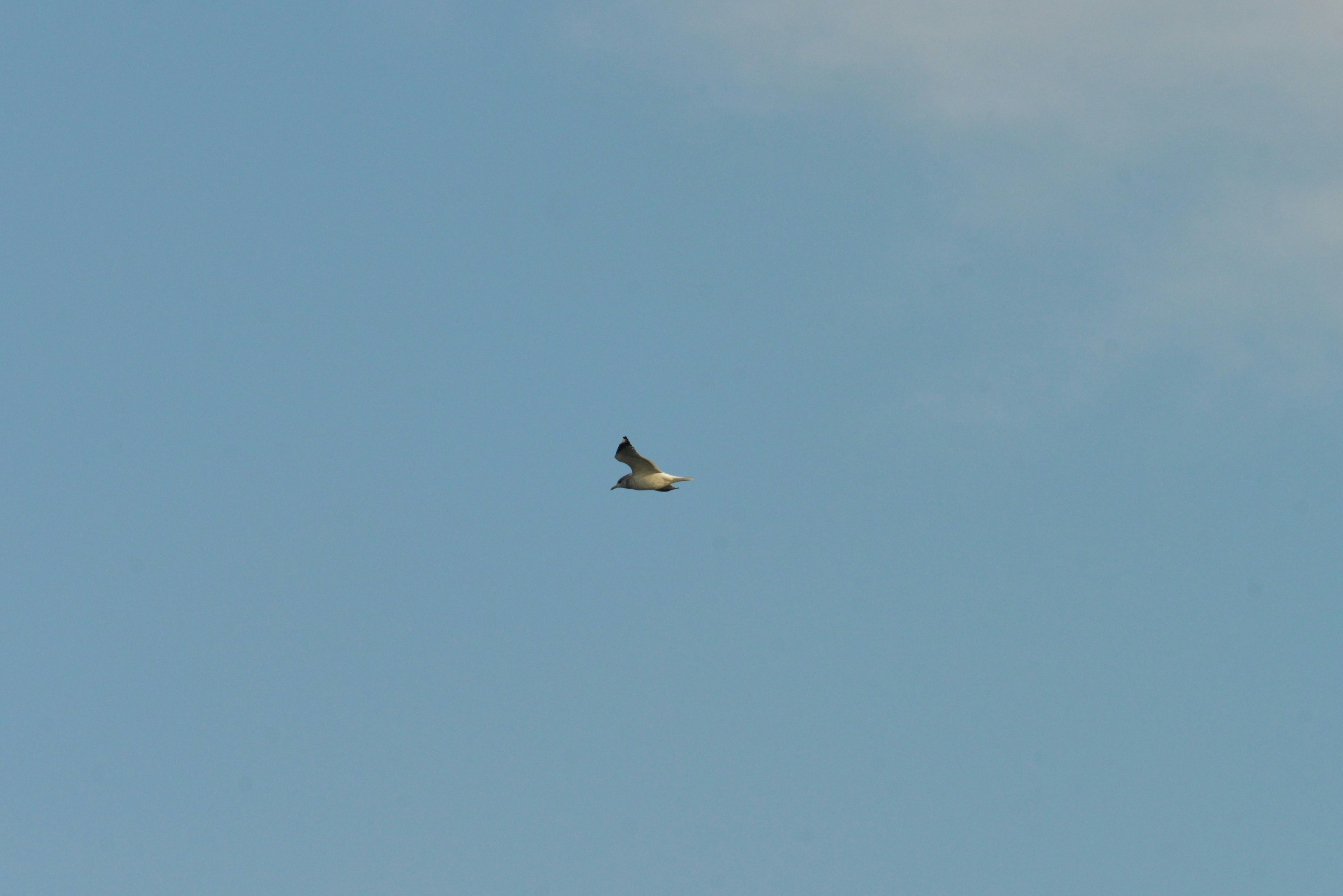 Silhouette d'un petit oiseau volant dans un ciel bleu