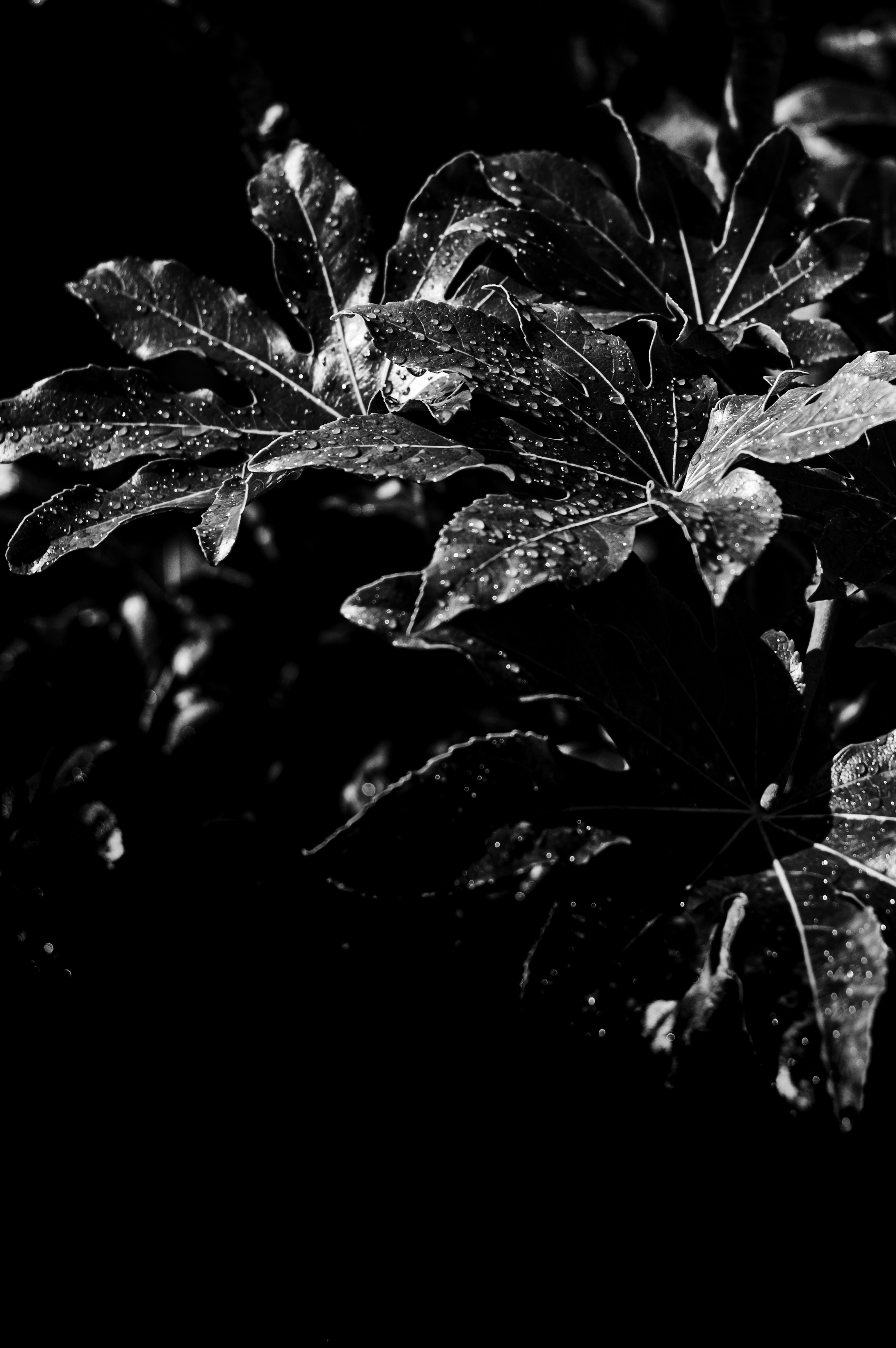 Close-up of leaves in black and white with droplets highlighting their texture and natural beauty